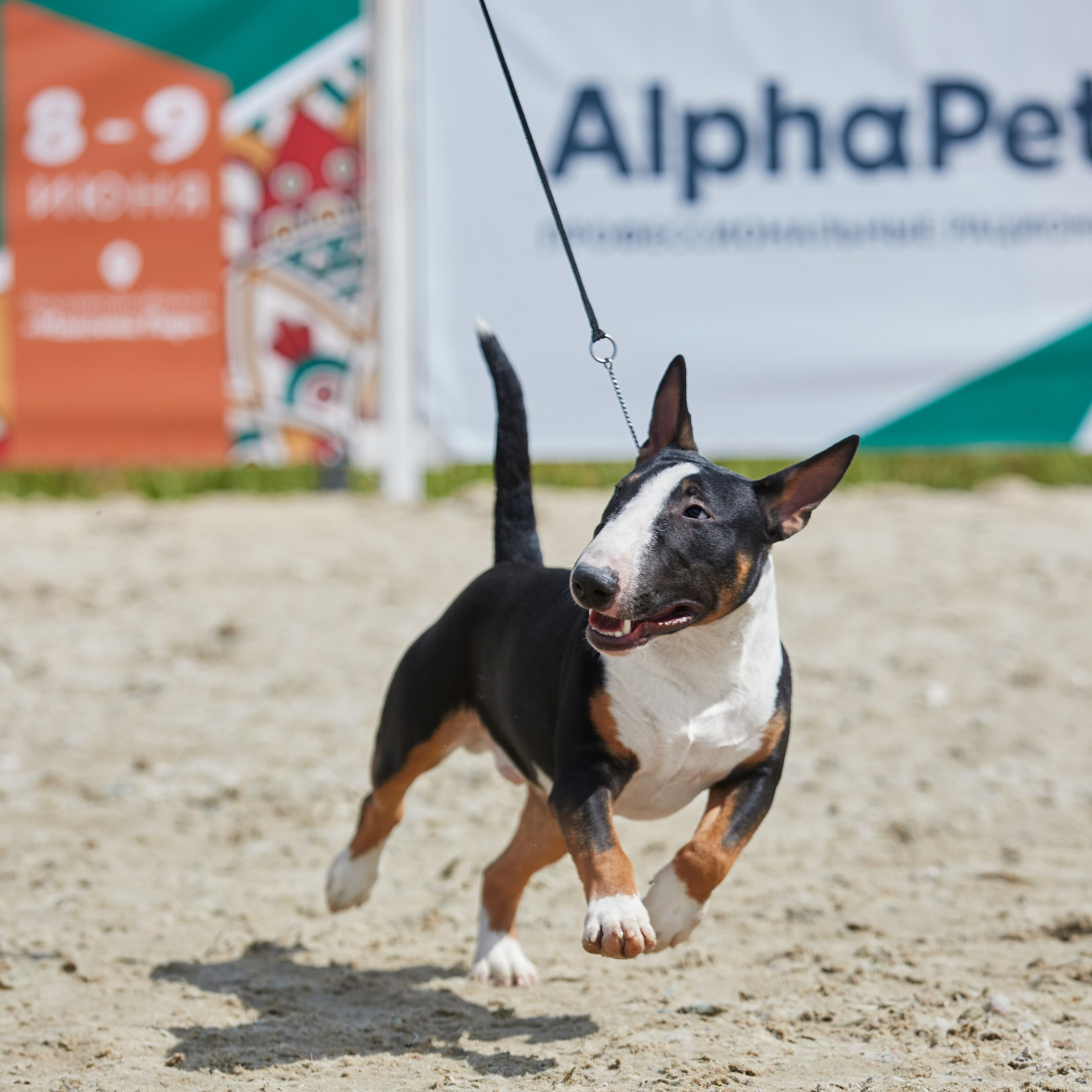 «Россия. Кубок РКФ 2024» и «Россия. Кубок Москвы 2024». ФОТОГРАФ-АНИМАЛИСТ l LANA POLYAKOVA