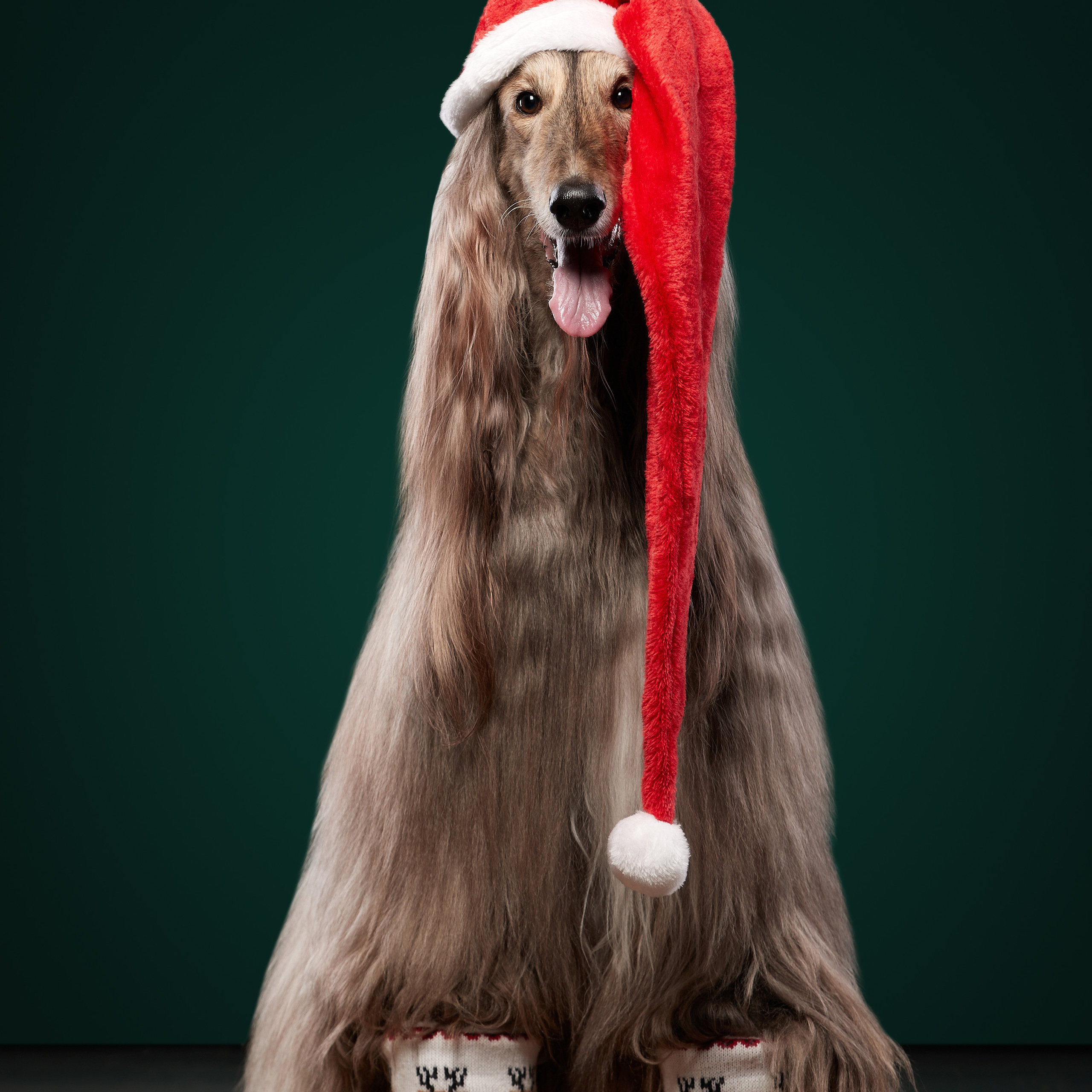 INT GRAND MULTI CH AHTIAR AK JAR AMADEUS FAVORITE OF SUCCESS