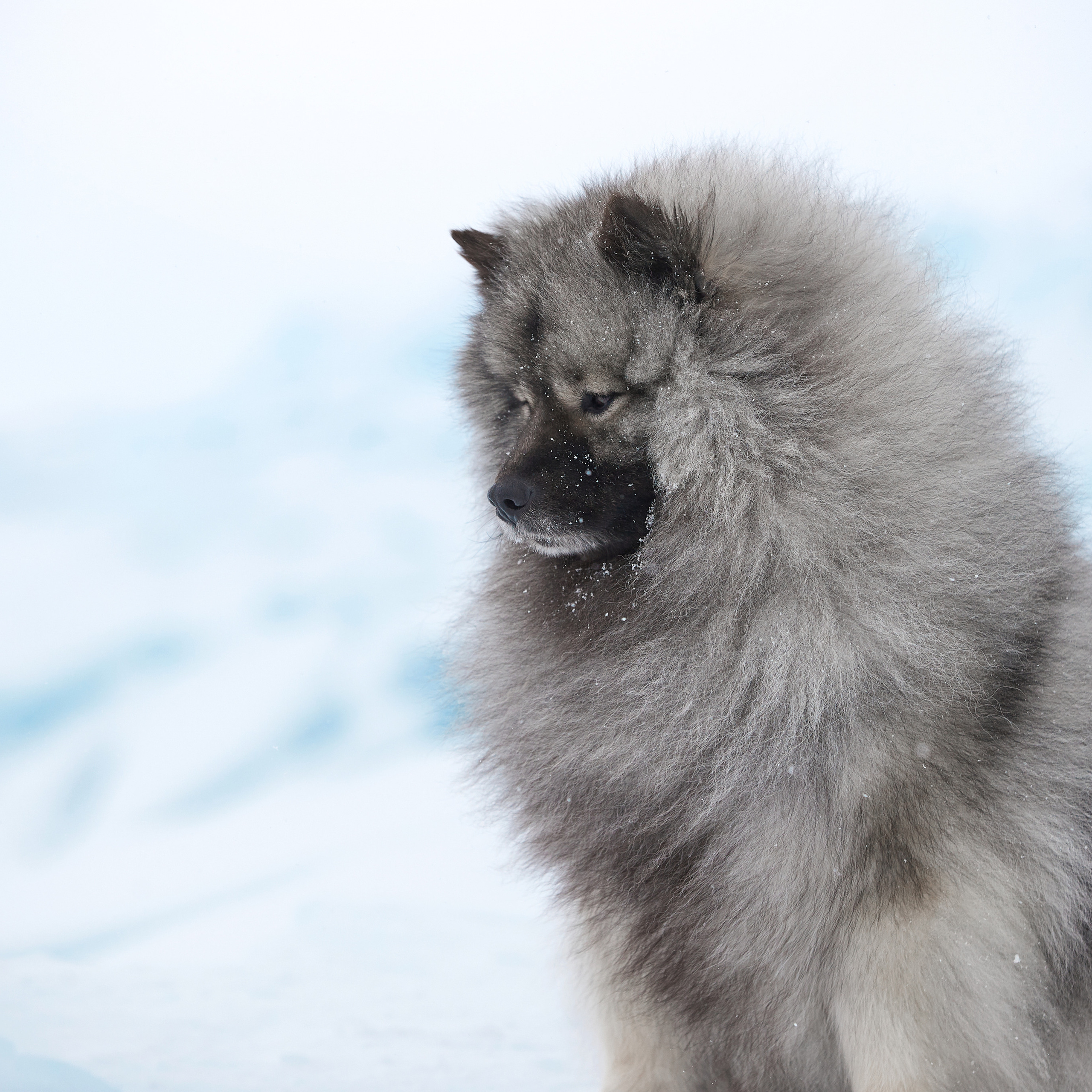 Зимний Workshop и фотосъемки на Байкале. ФОТОГРАФ-АНИМАЛИСТ l LANA POLYAKOVA
