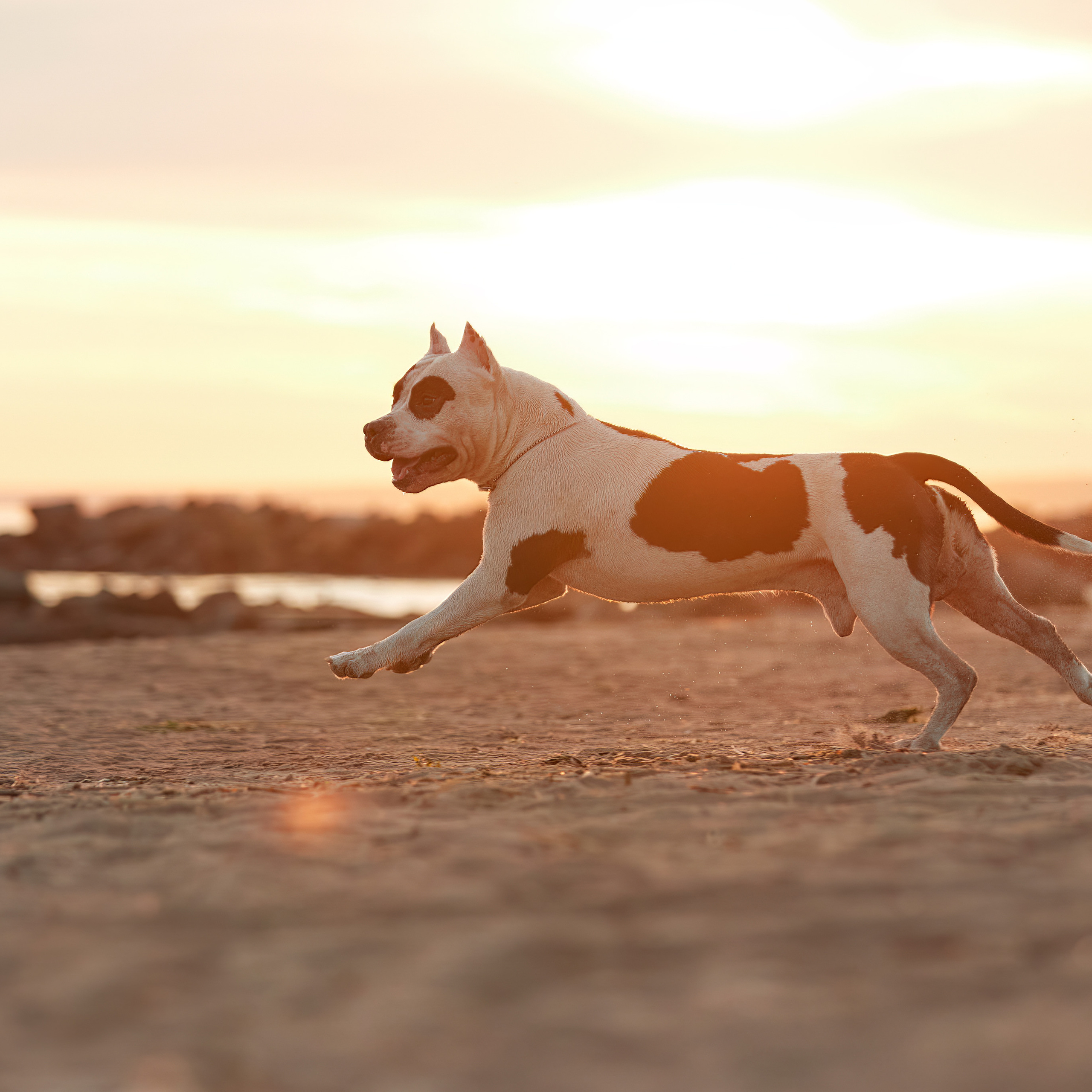 WORK-SHOP 16.07.23 завершён. ФОТОГРАФ-АНИМАЛИСТ l LANA POLYAKOVA