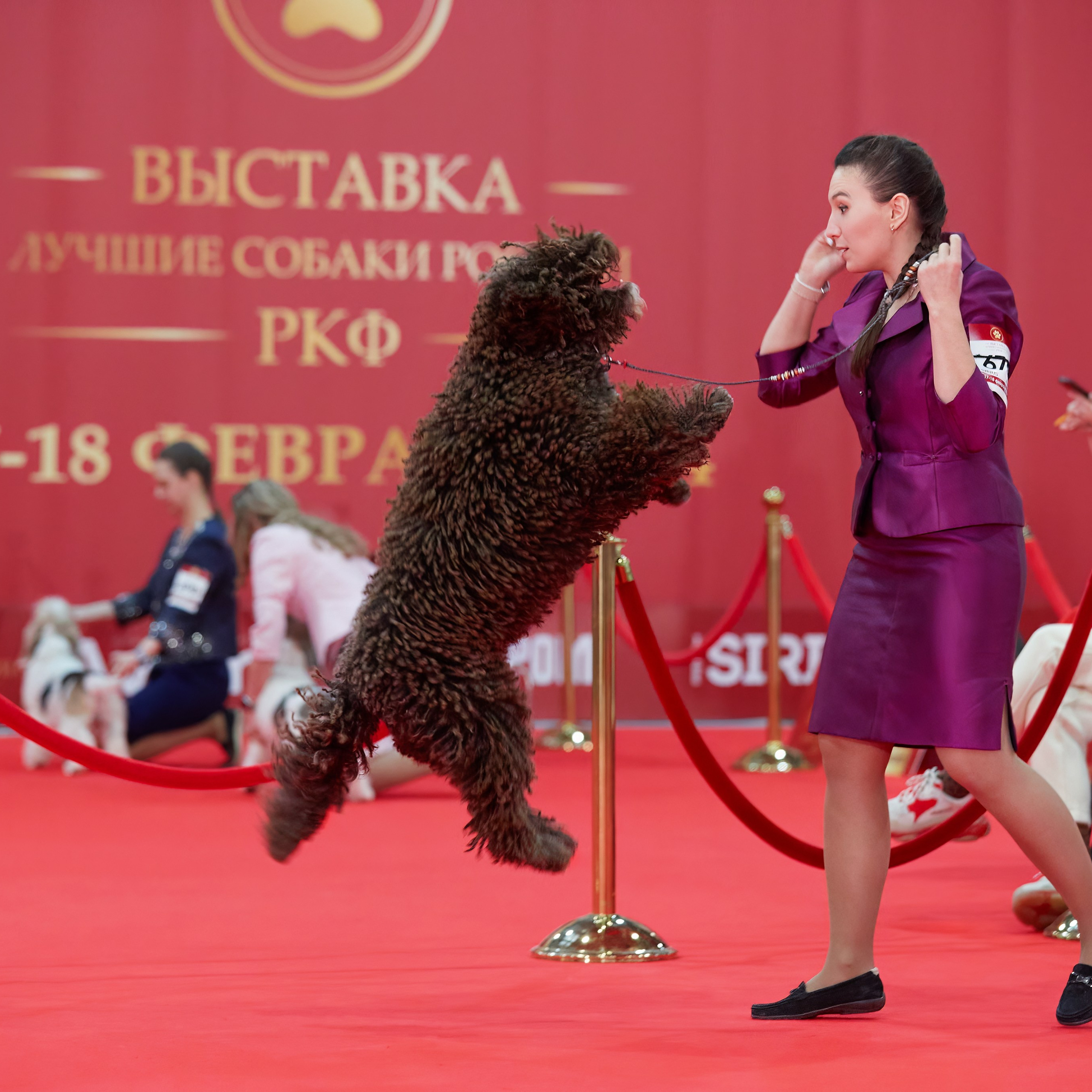 Новое шоу чемпионов «ЛУЧШИЕ СОБАКИ РОССИИ». ФОТОГРАФ-АНИМАЛИСТ l LANA POLYAKOVA