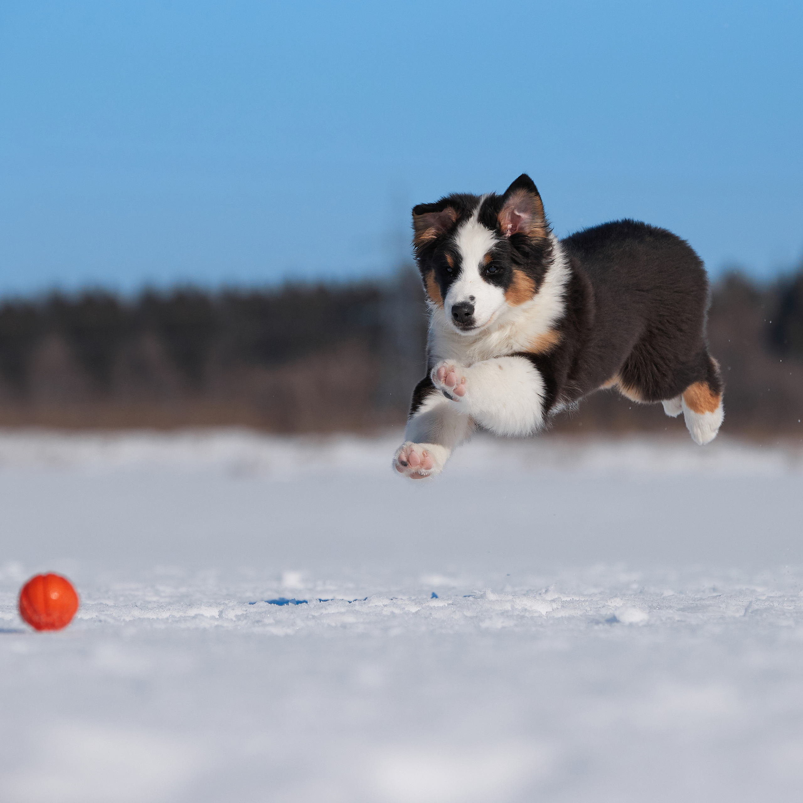 Съешь ещё этих мягких французских булок да выпей чаю. ФОТОГРАФ-АНИМАЛИСТ l LANA POLYAKOVA