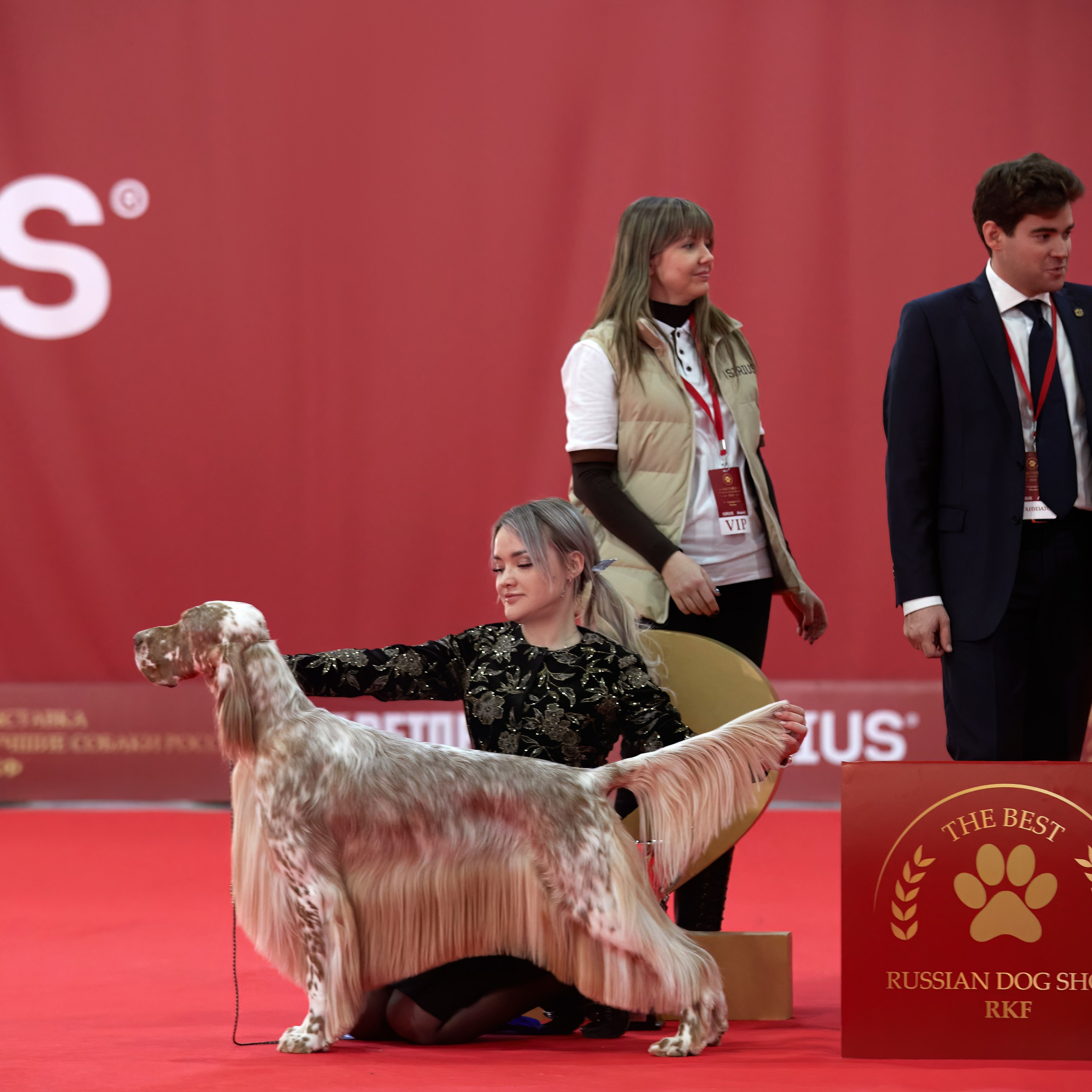 Новое шоу чемпионов «ЛУЧШИЕ СОБАКИ РОССИИ». ФОТОГРАФ-АНИМАЛИСТ l LANA POLYAKOVA