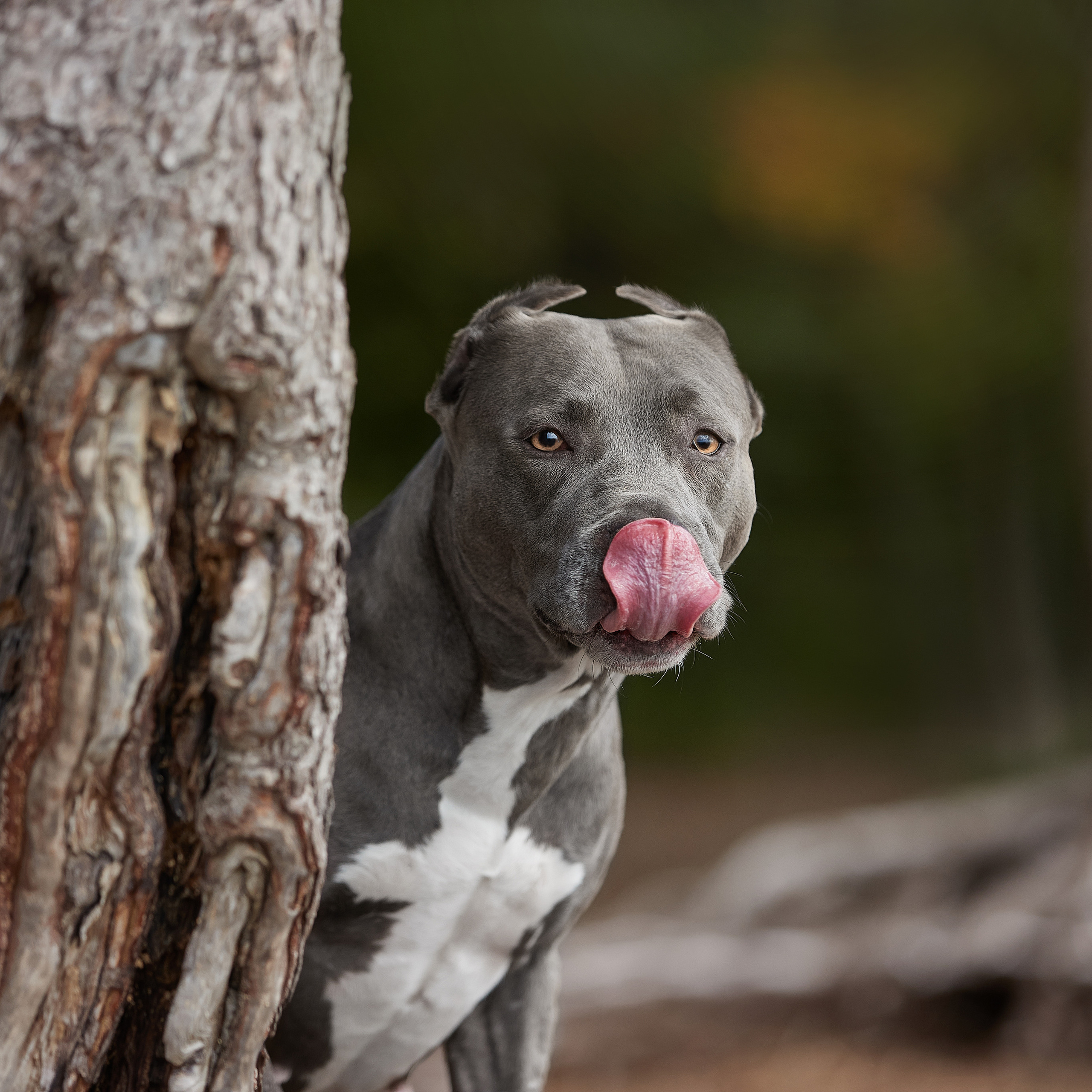 Есть такая порода. Прайтер. ФОТОГРАФ-АНИМАЛИСТ l LANA POLYAKOVA