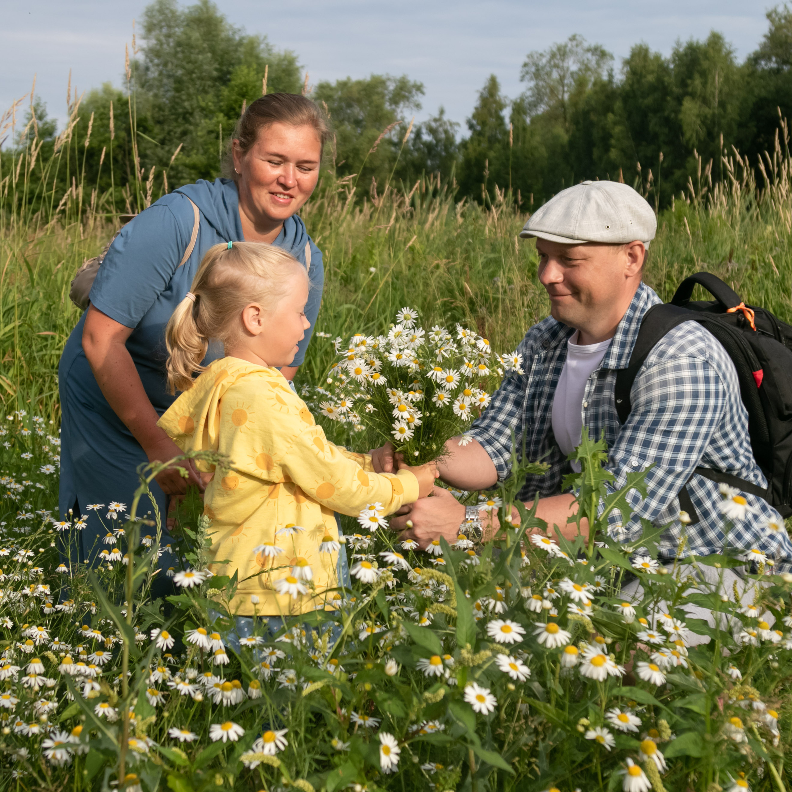 Тихое ромашковое счастье