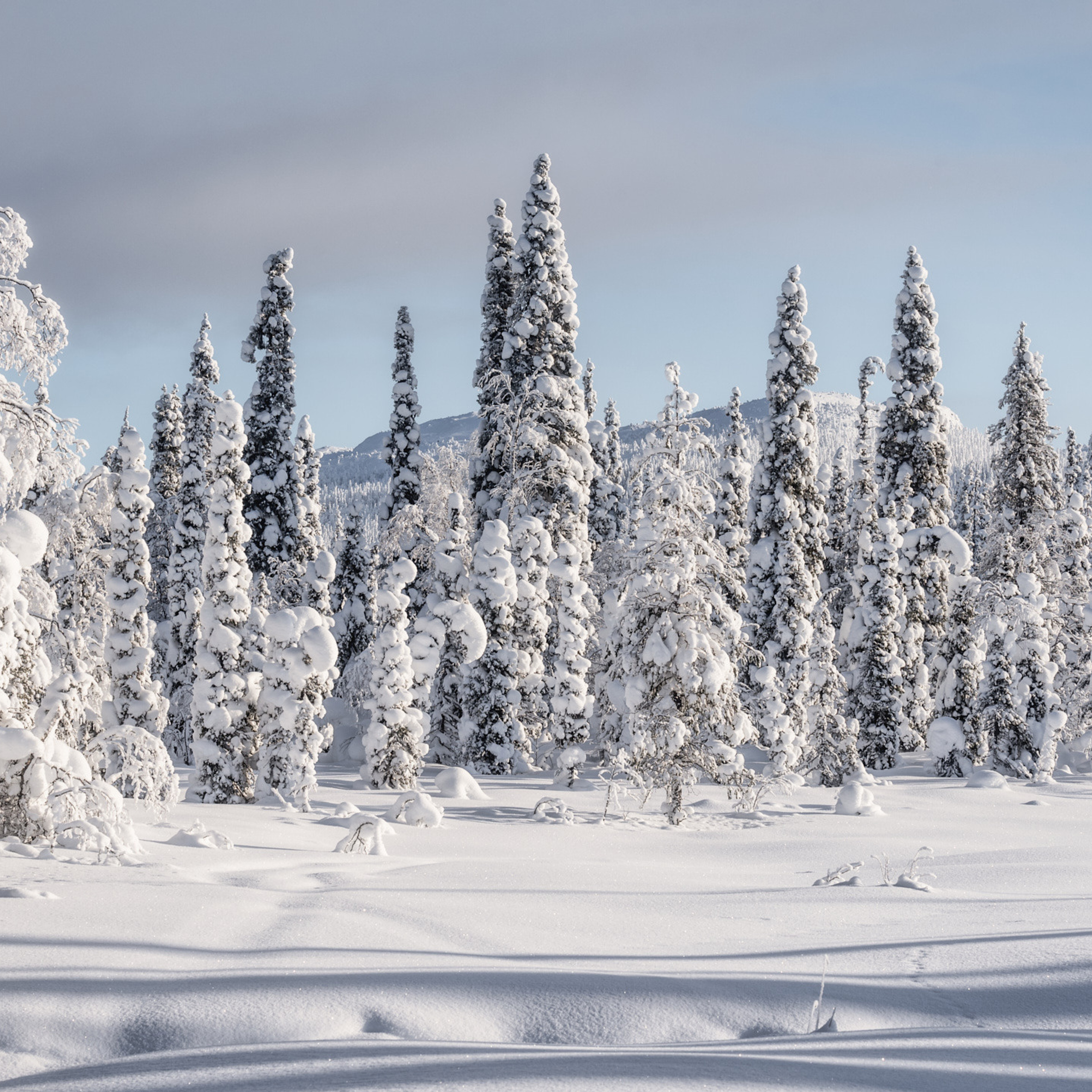 Зимняя сказка Паанаярви. Андрей Баскевич пейзажный и travel-фотограф в Зеленограде
