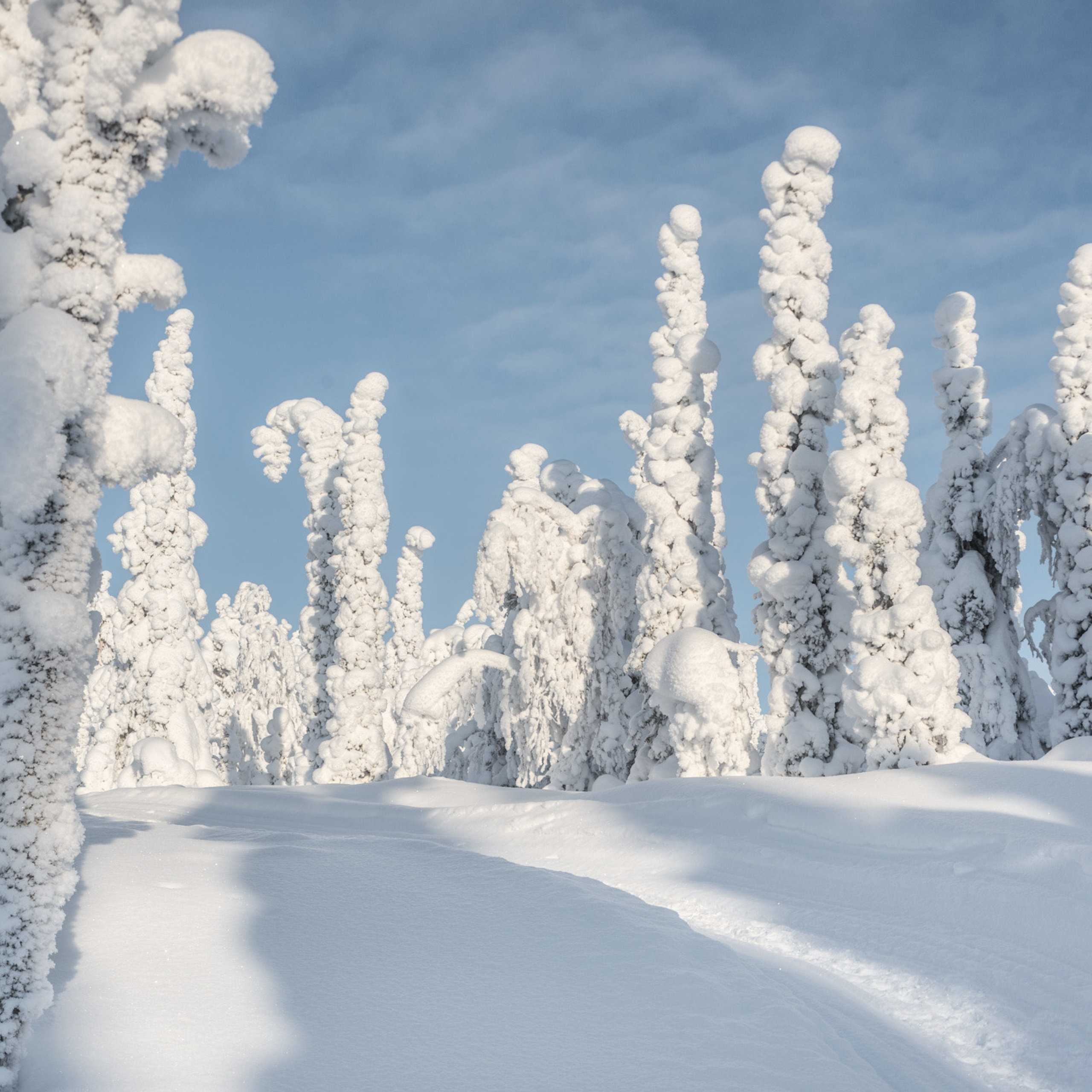 Зимний лес у подножия горы Кивакка в Национальном парке Паанаярви