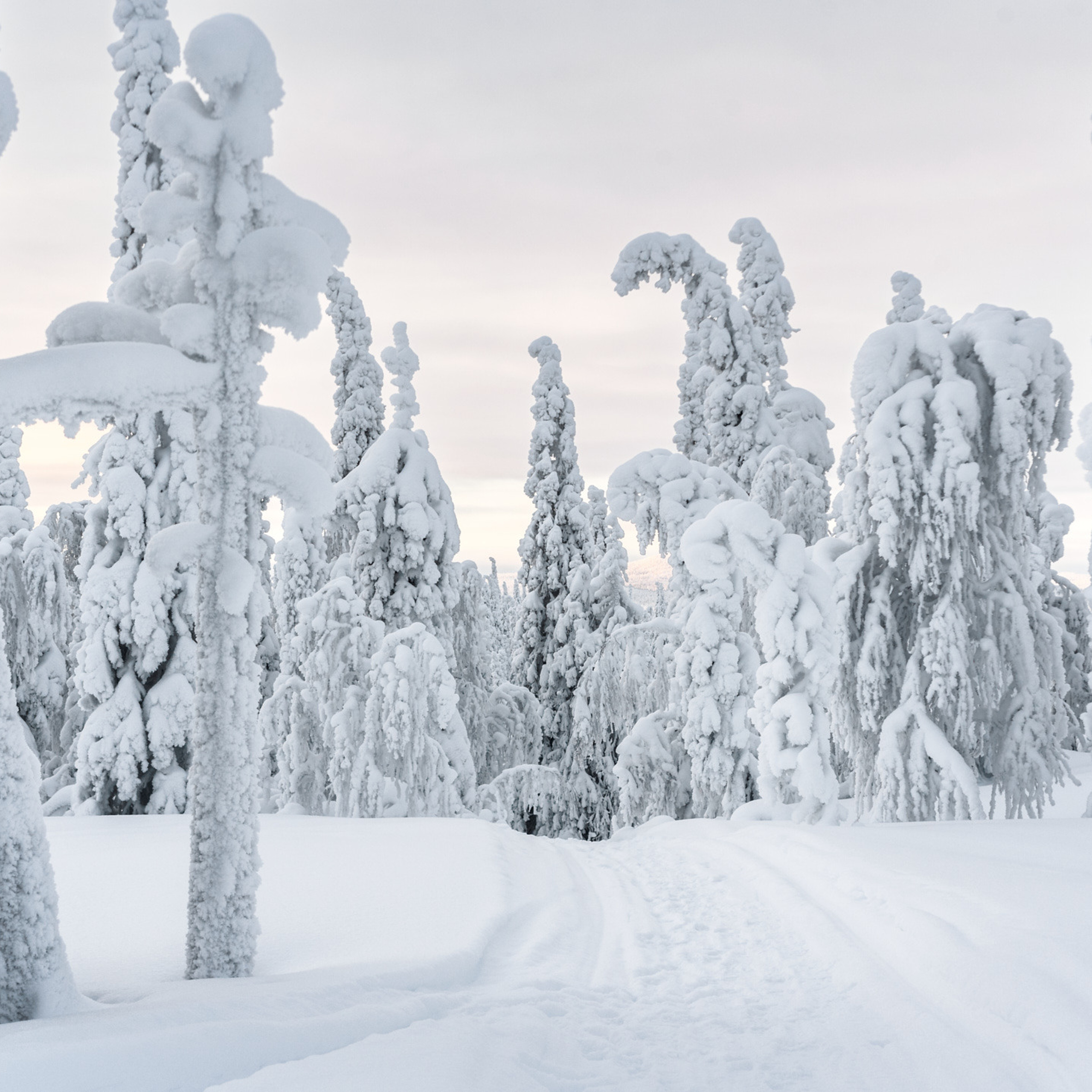 Зимний лес у подножия горы Кивакка в Национальном парке Паанаярви