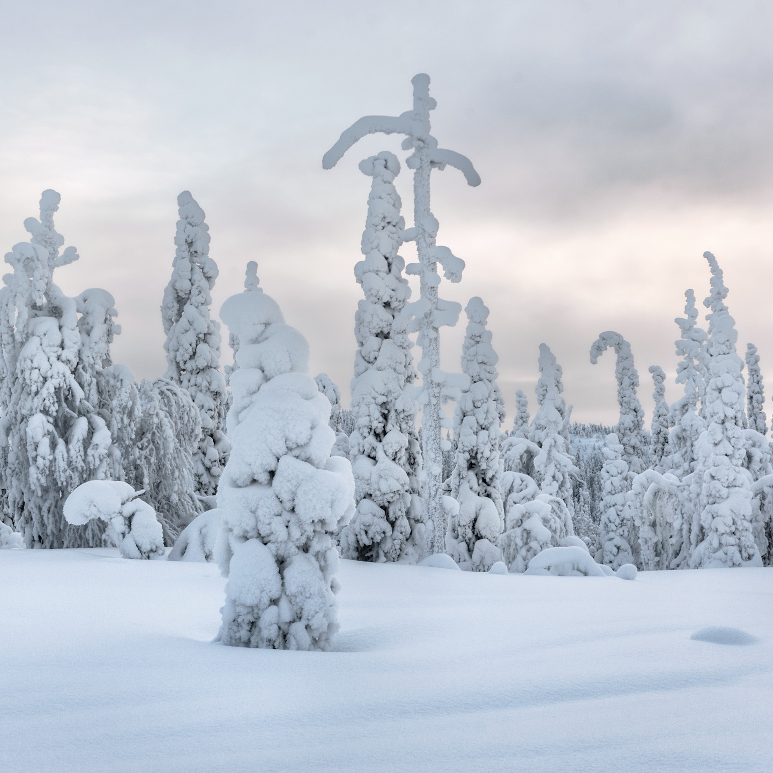 Зимняя сказка Паанаярви. Андрей Баскевич пейзажный и travel-фотограф в Зеленограде