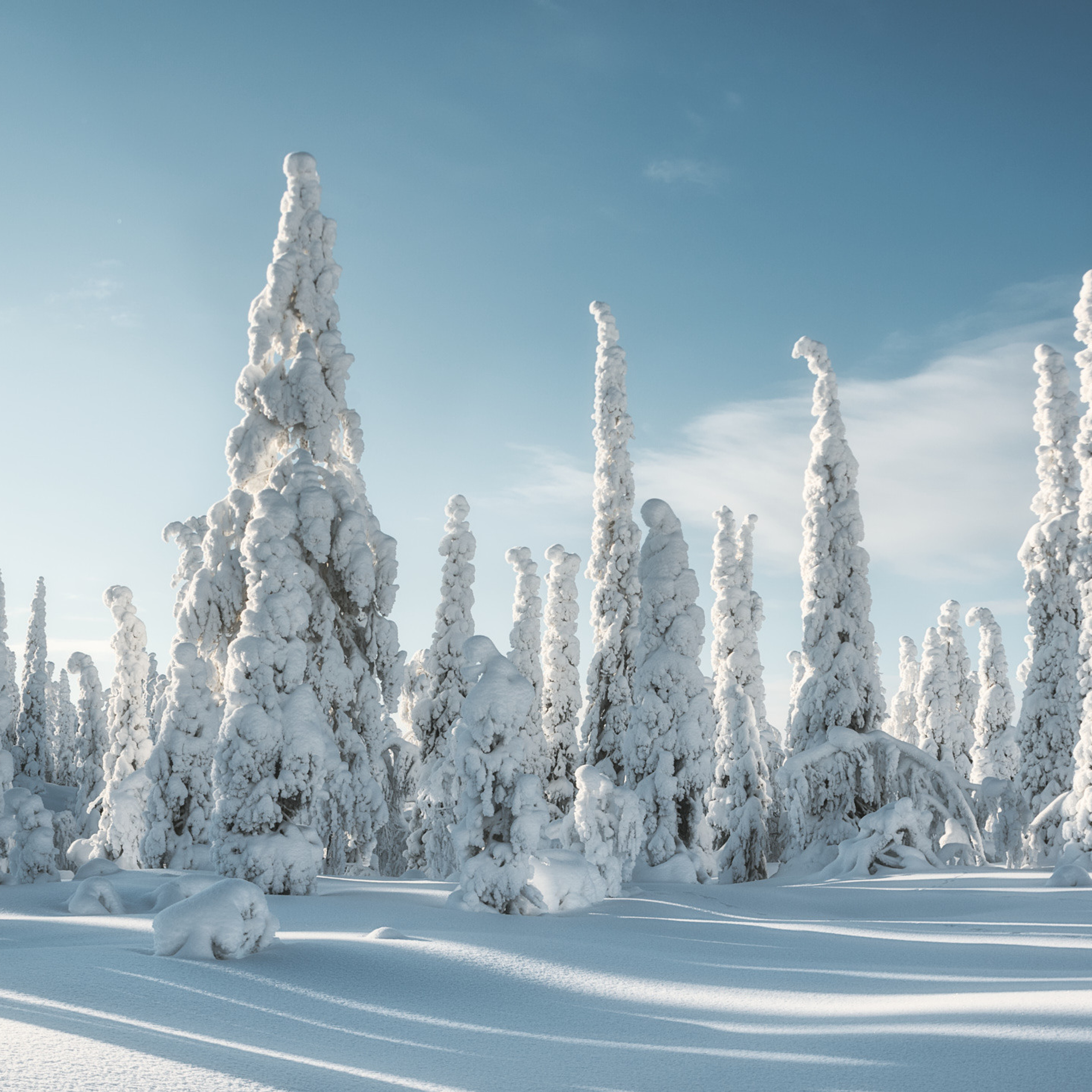 Зимний лес у подножия горы Кивакка в Национальном парке Паанаярви
