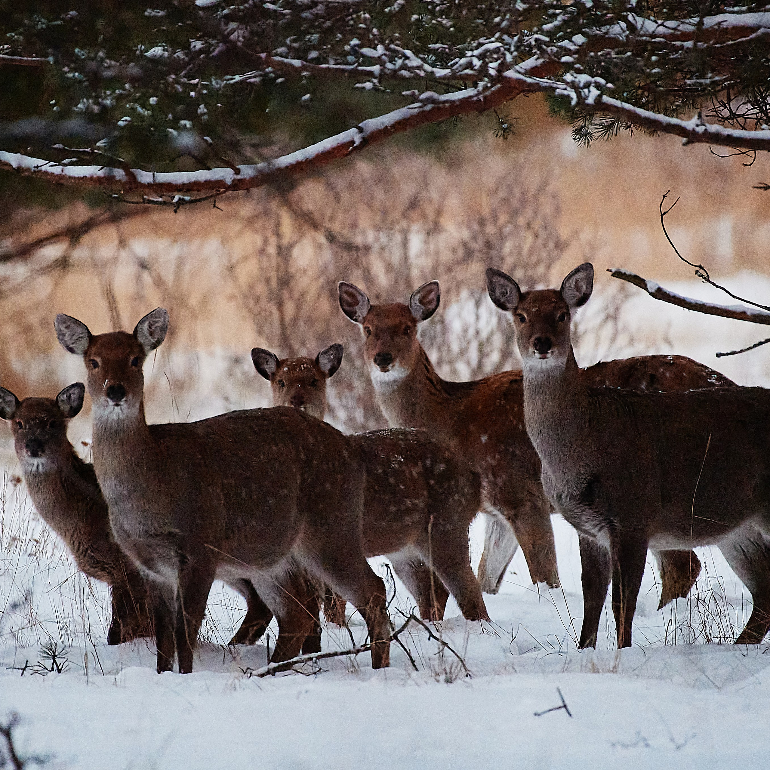Документальный фотограф Сергей Вдовин