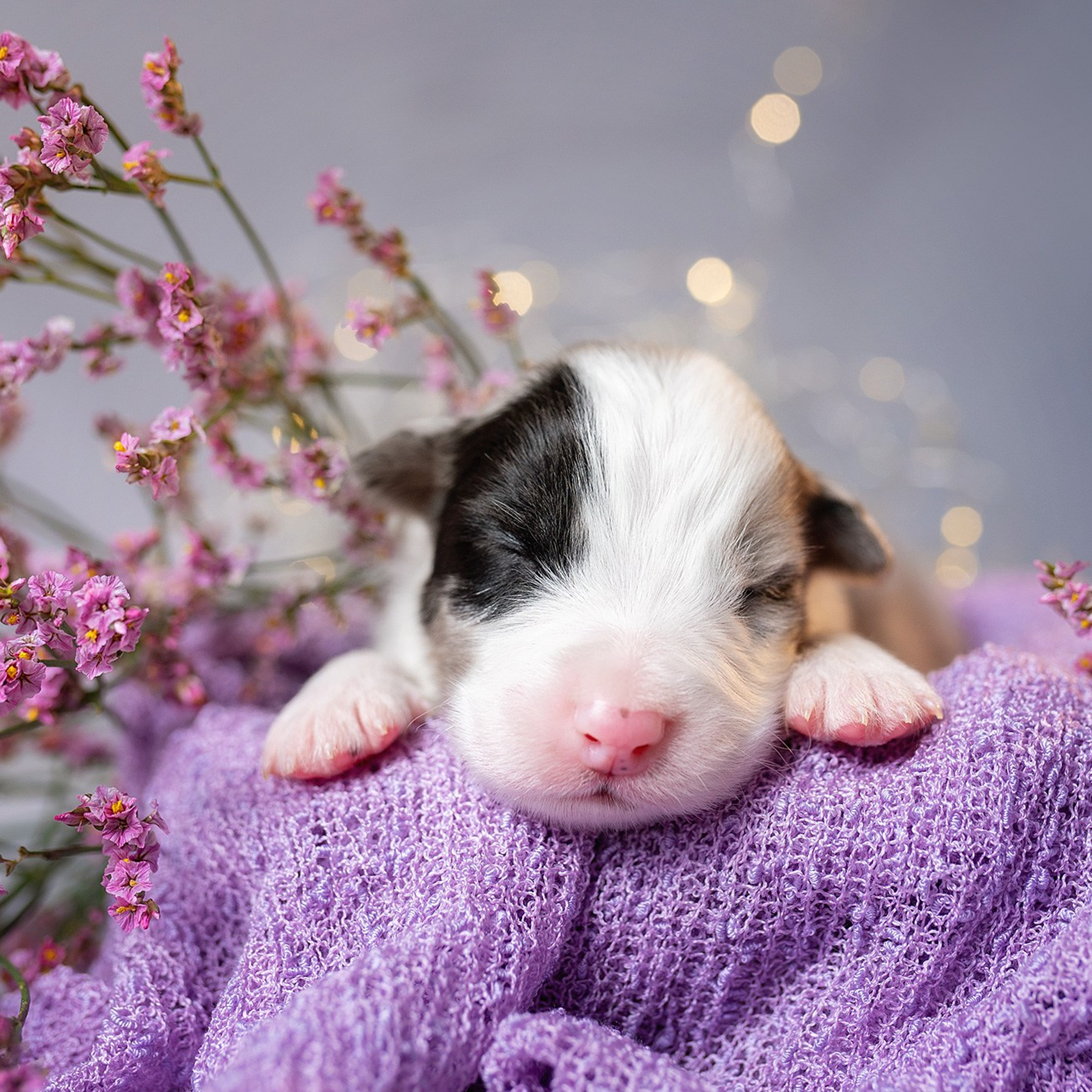 Ньюборн съемки щенков