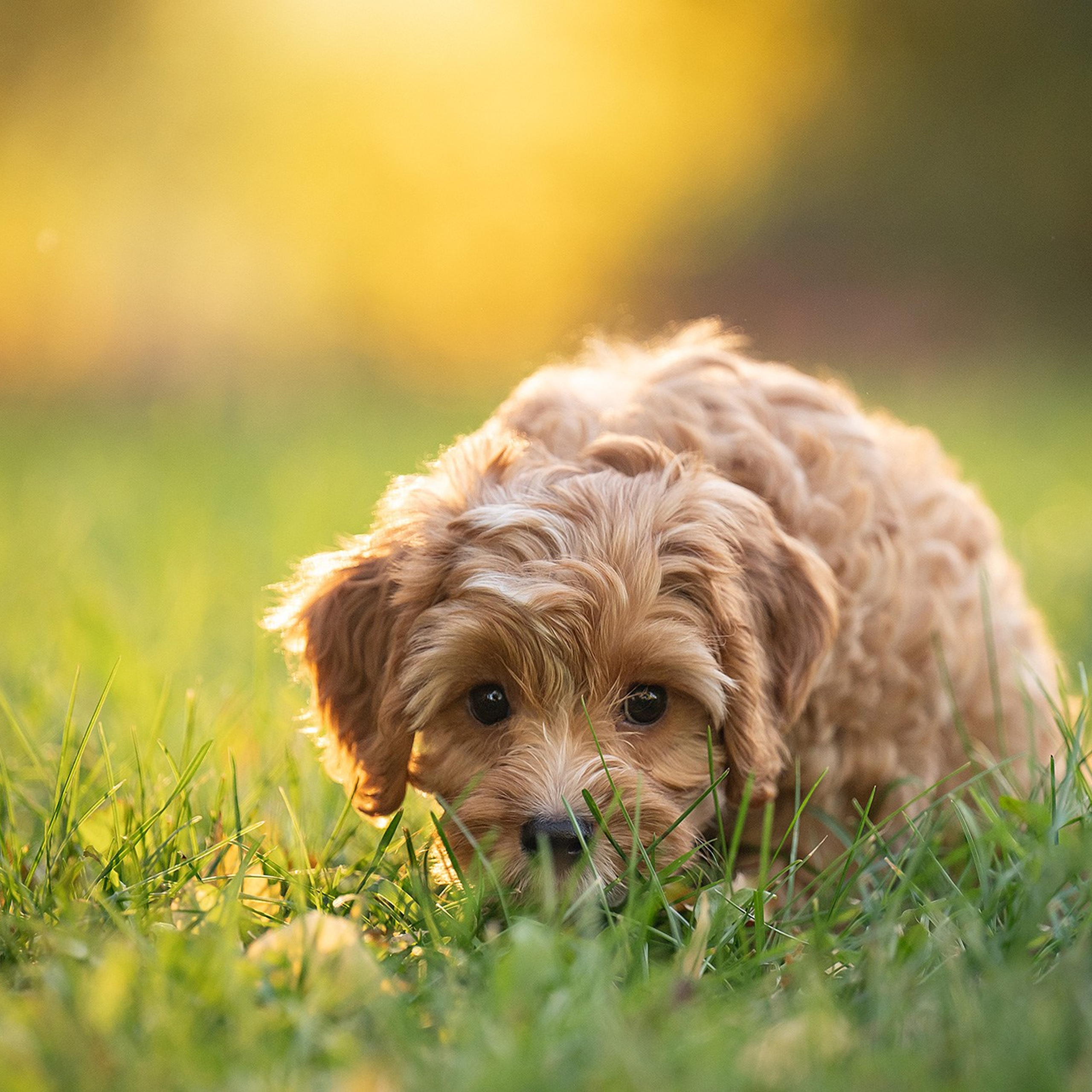 Съемки щенков на улице
