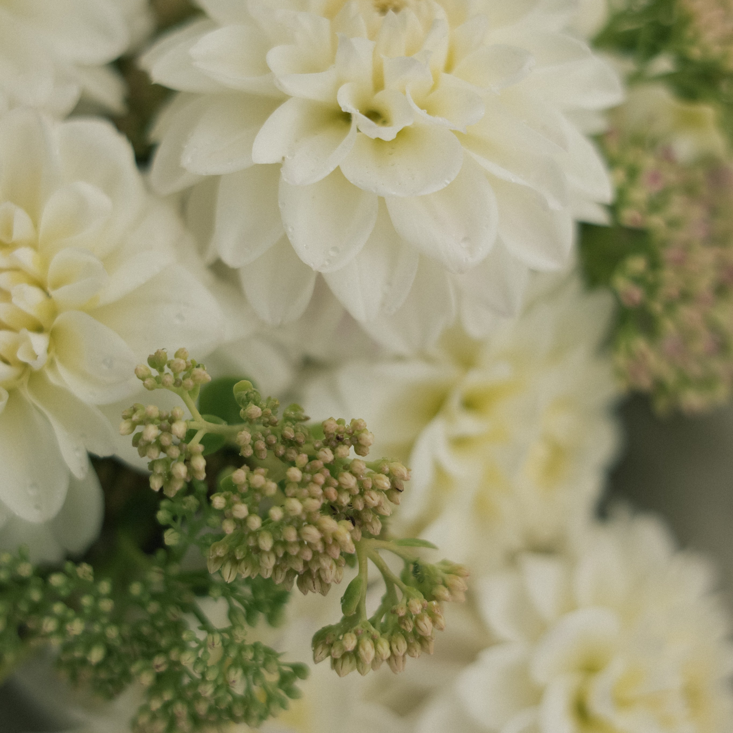 Свадебный фотограф в Севастополе — Виктория Божкова | Портфолио, цены, заказ фотосессии в Крыму