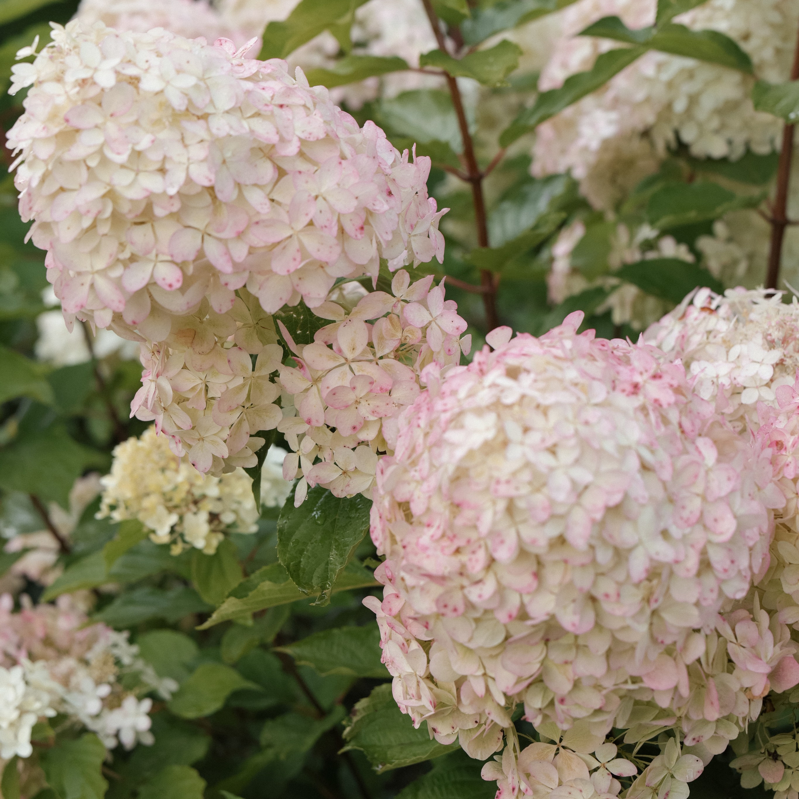 Свадебный фотограф в Севастополе — Виктория Божкова | Портфолио, цены, заказ фотосессии в Крыму