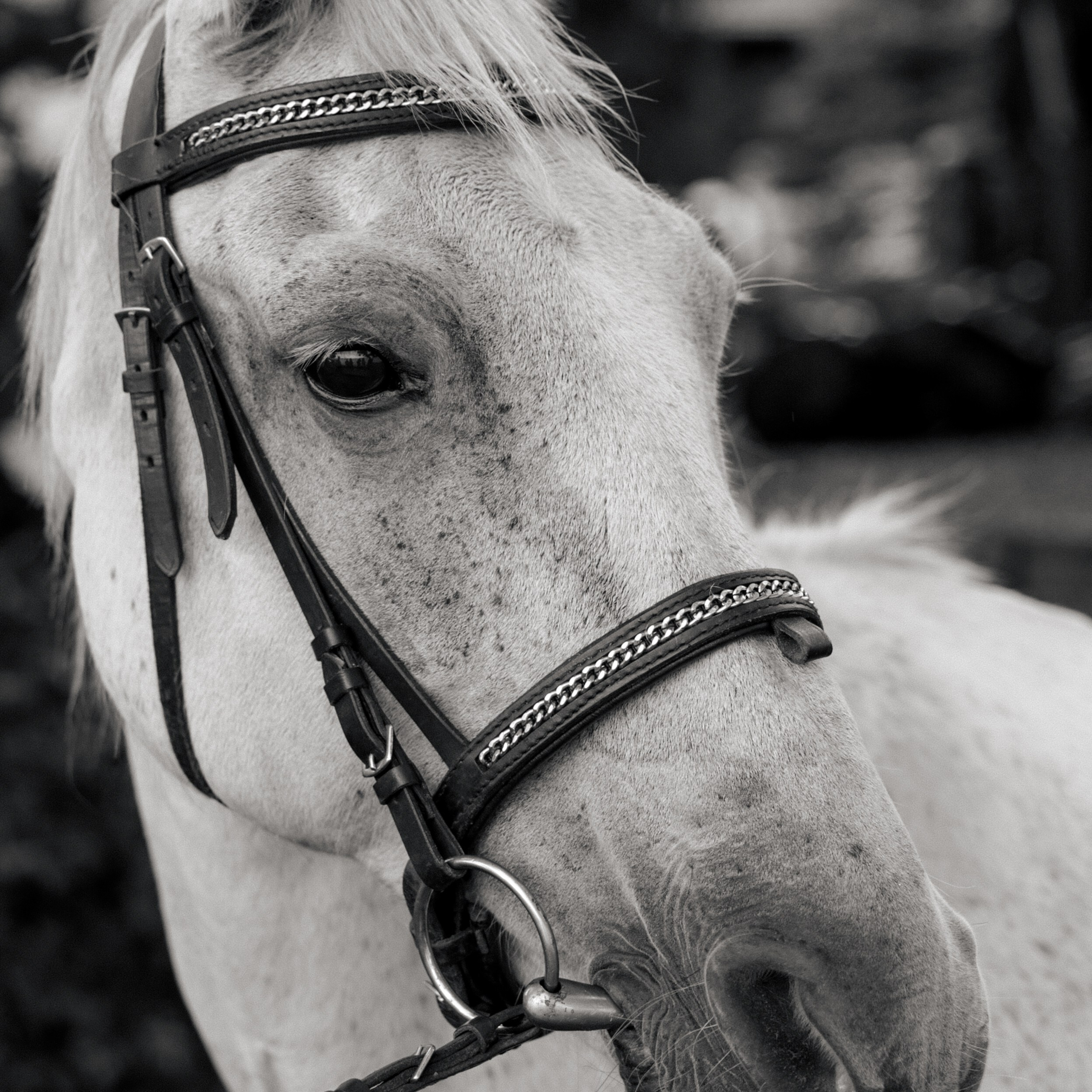 Свадебный фотограф в Севастополе — Виктория Божкова | Портфолио, цены, заказ фотосессии в Крыму