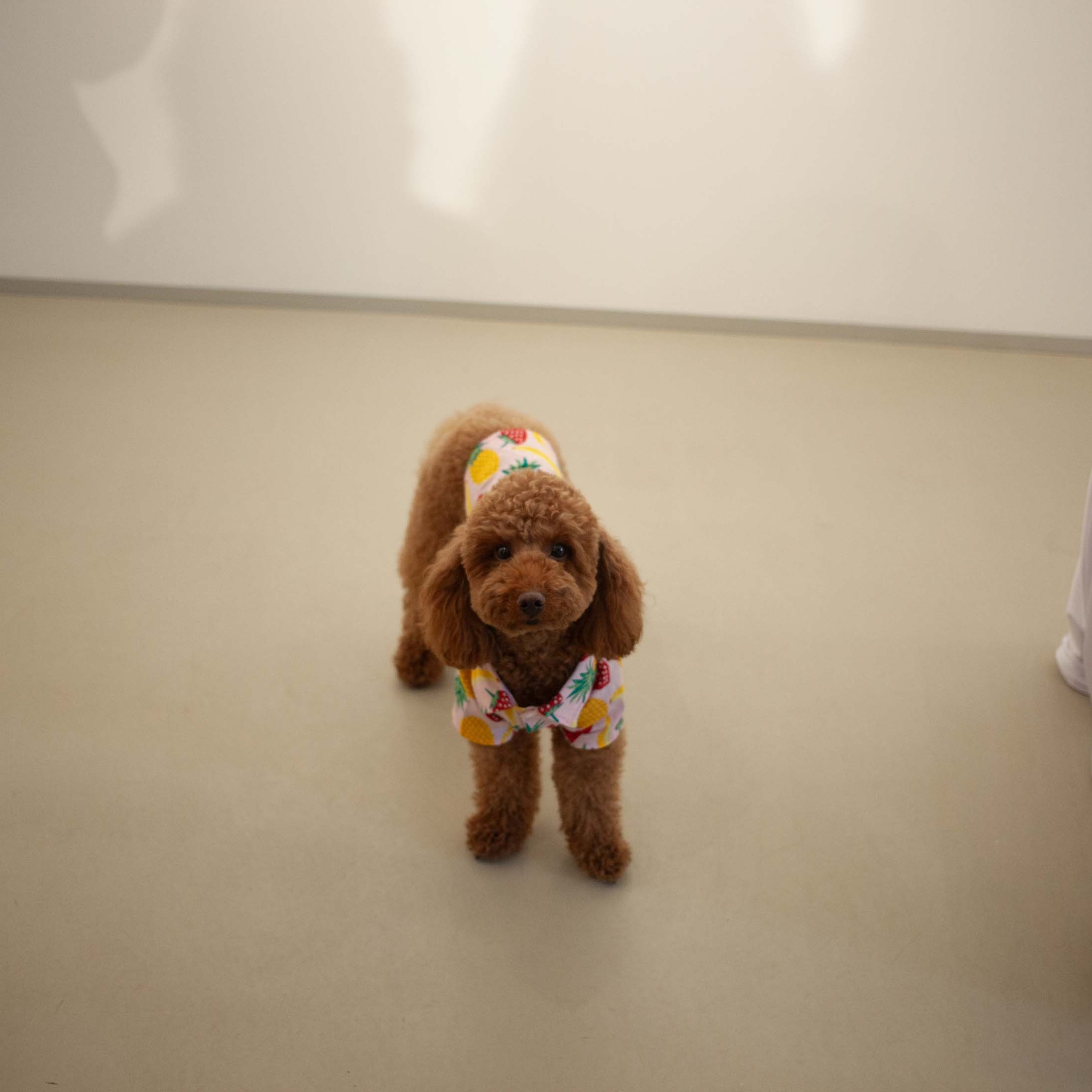 КНИГА ХУДОЖНИКА PINK WORD RED FLAG. Бюро Индульгенции Серафима Бучинская продюсер дизайнер художница СПб