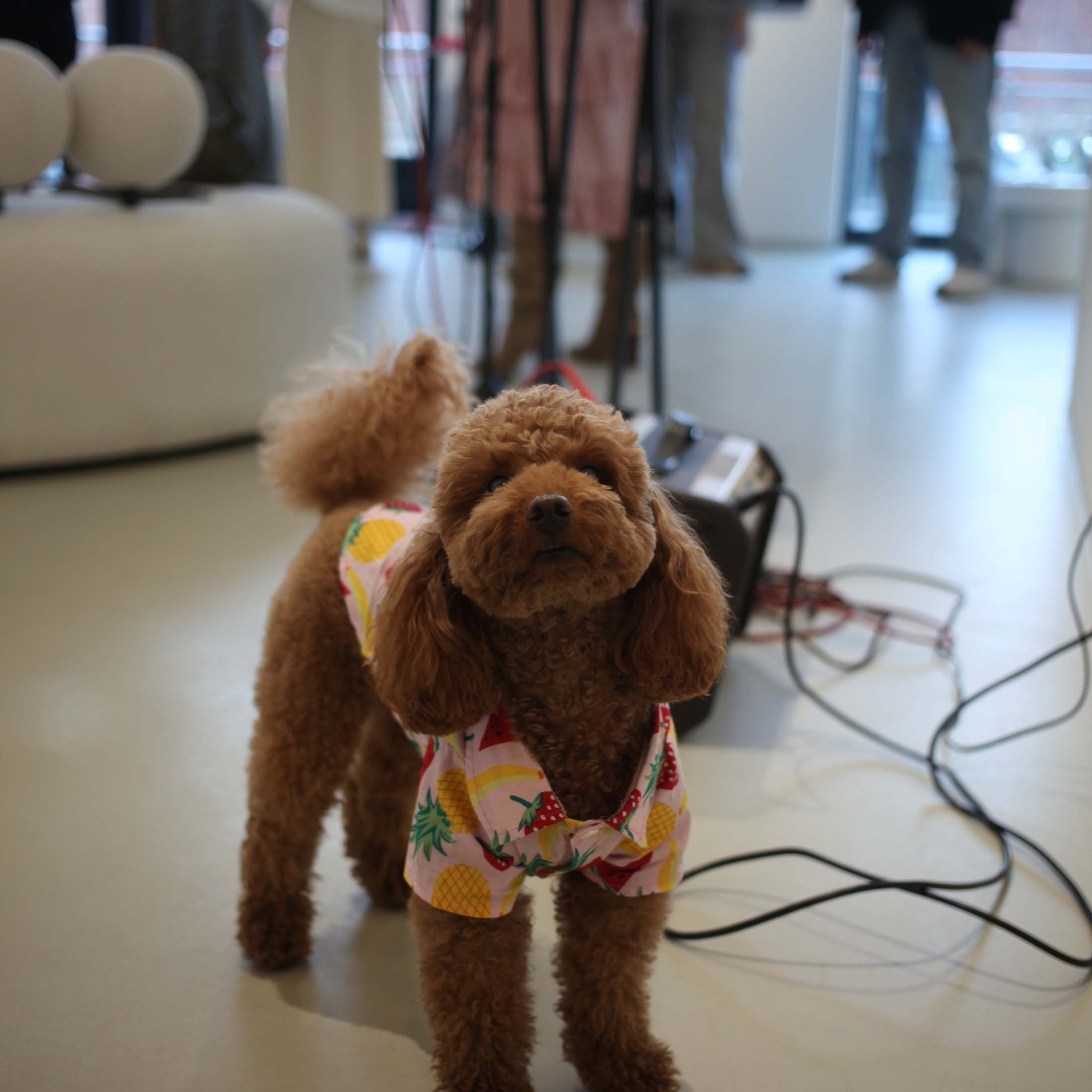 КНИГА ХУДОЖНИКА PINK WORD RED FLAG. Бюро Индульгенции Серафима Бучинская продюсер дизайнер художница СПб