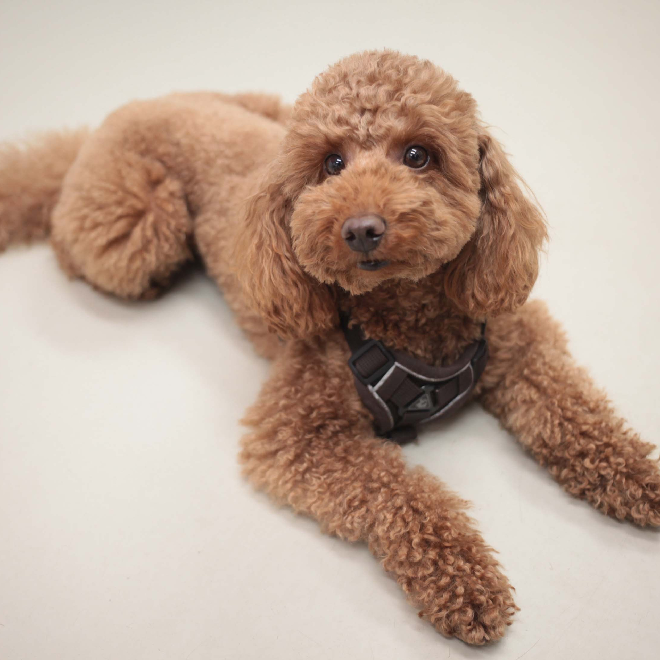 КНИГА ХУДОЖНИКА PINK WORD RED FLAG. Бюро Индульгенции Серафима Бучинская продюсер дизайнер художница СПб