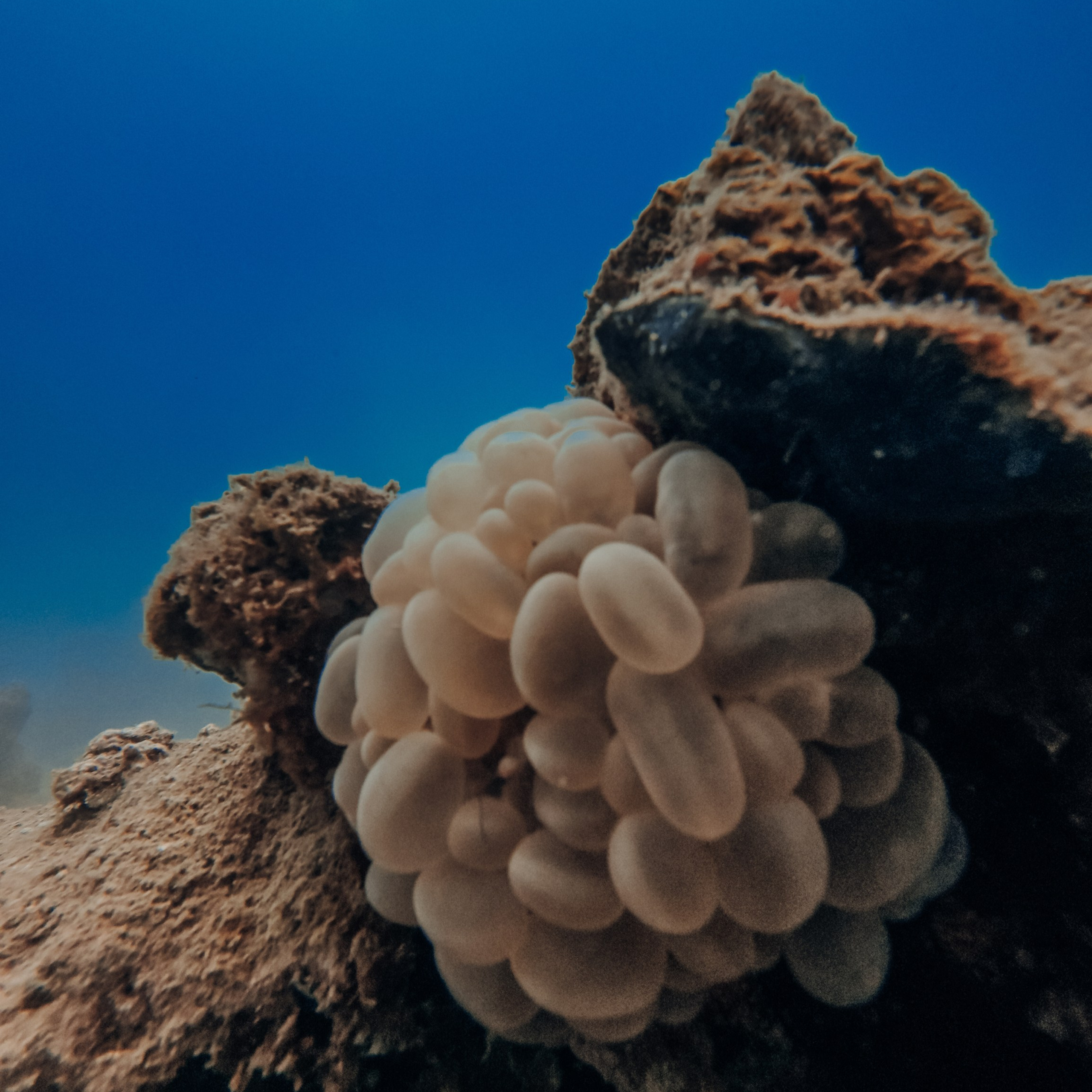 Дайвинг во Вьетнаме