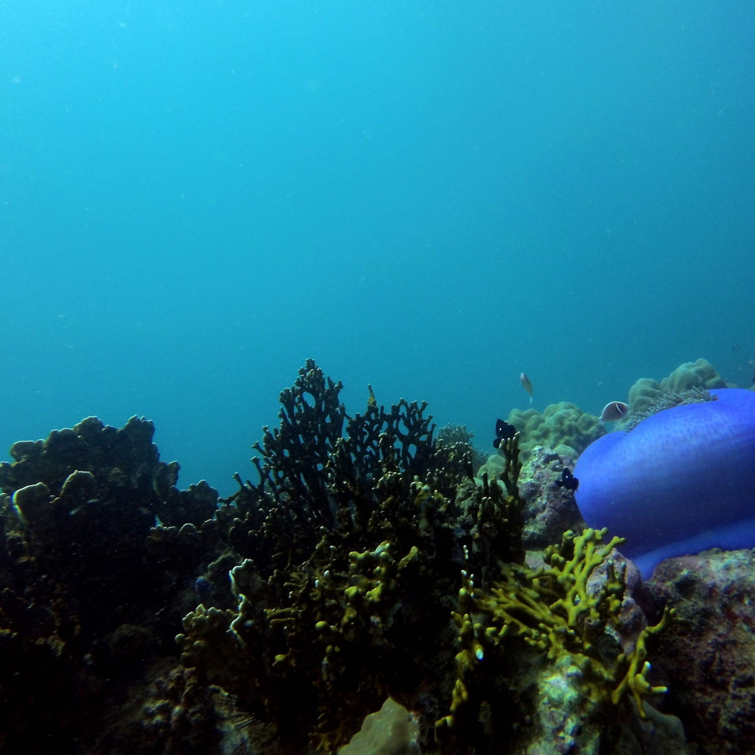 Дайвинг во Вьетнаме