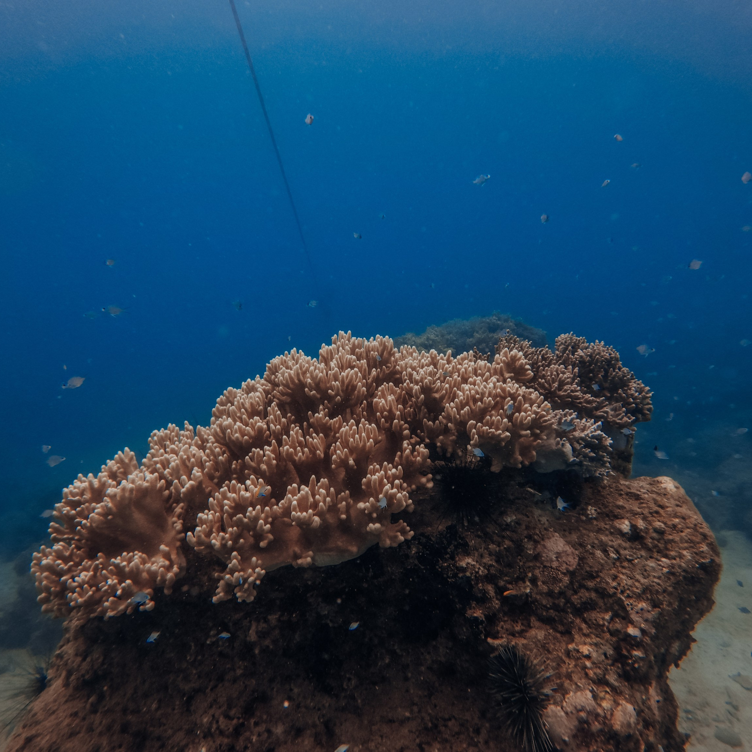 Дайвинг во Вьетнаме