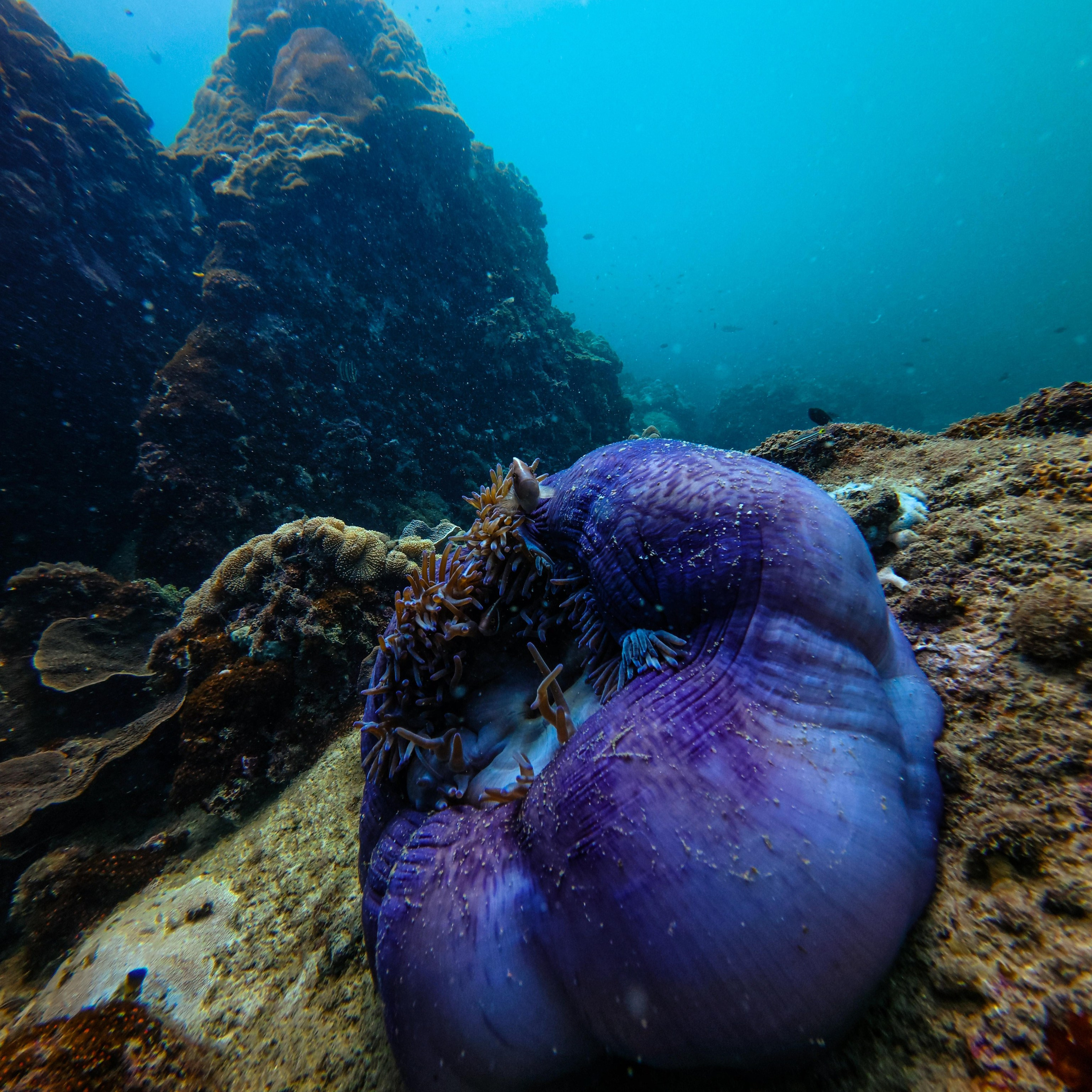 Дайвинг во Вьетнаме