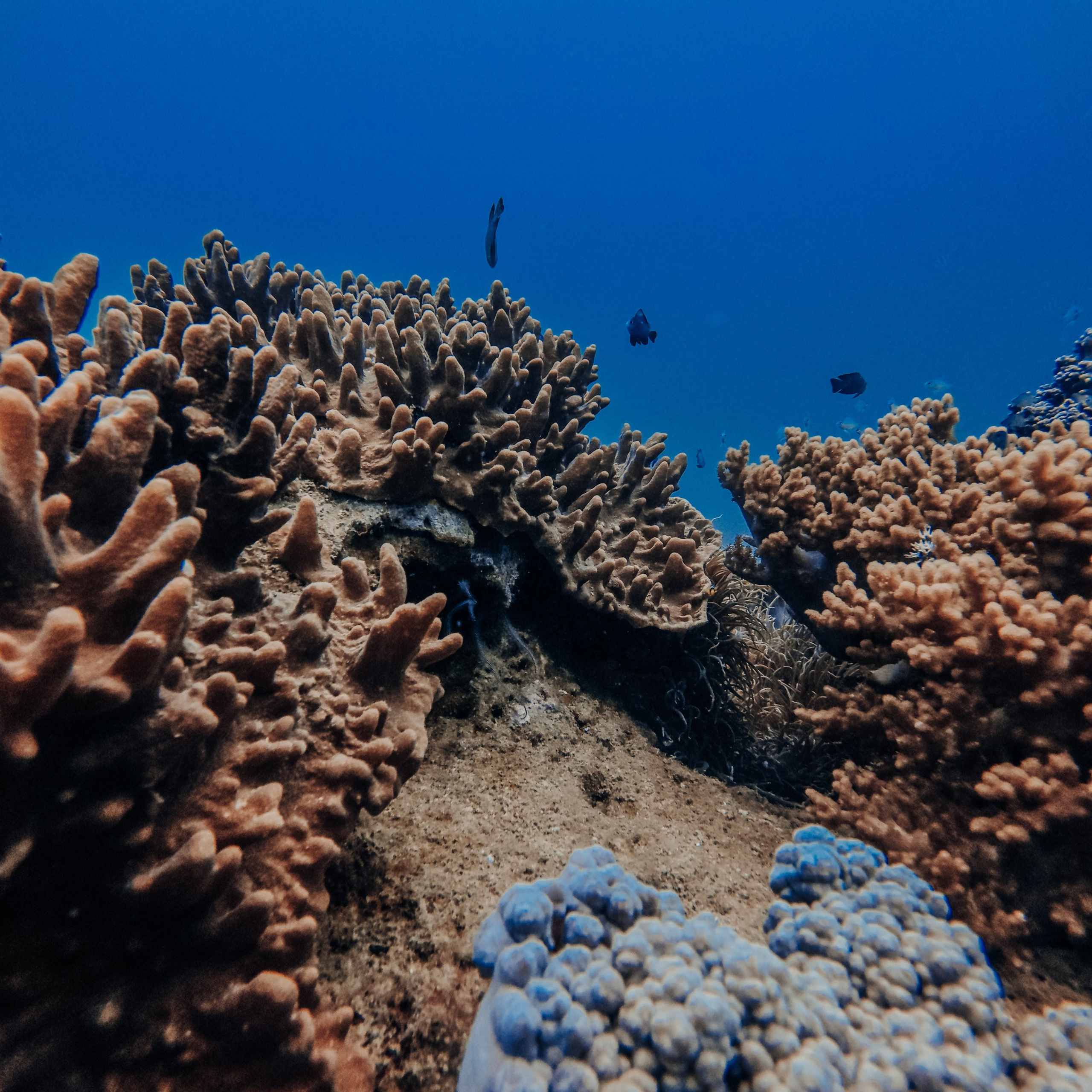 Дайвинг во Вьетнаме