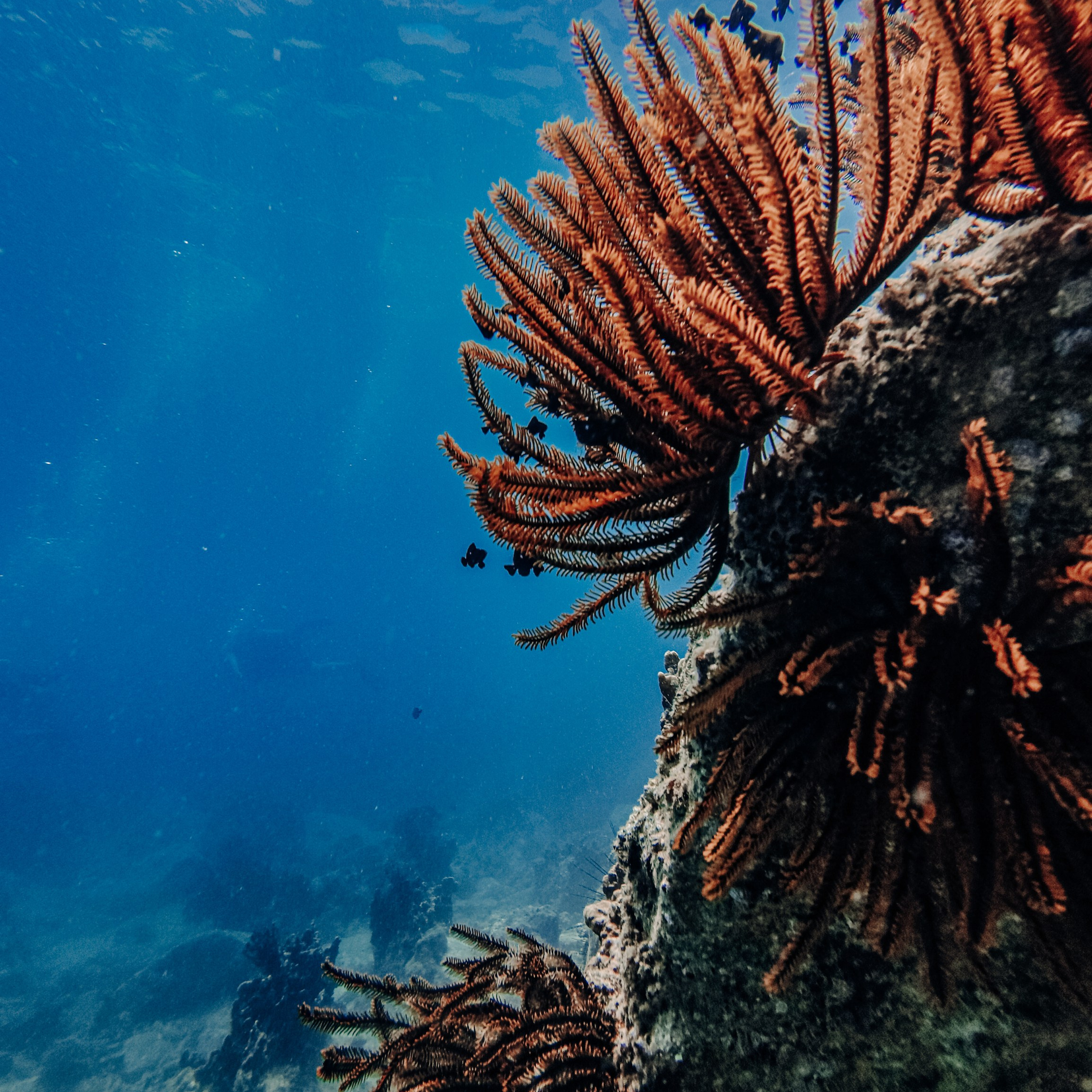 Дайвинг во Вьетнаме