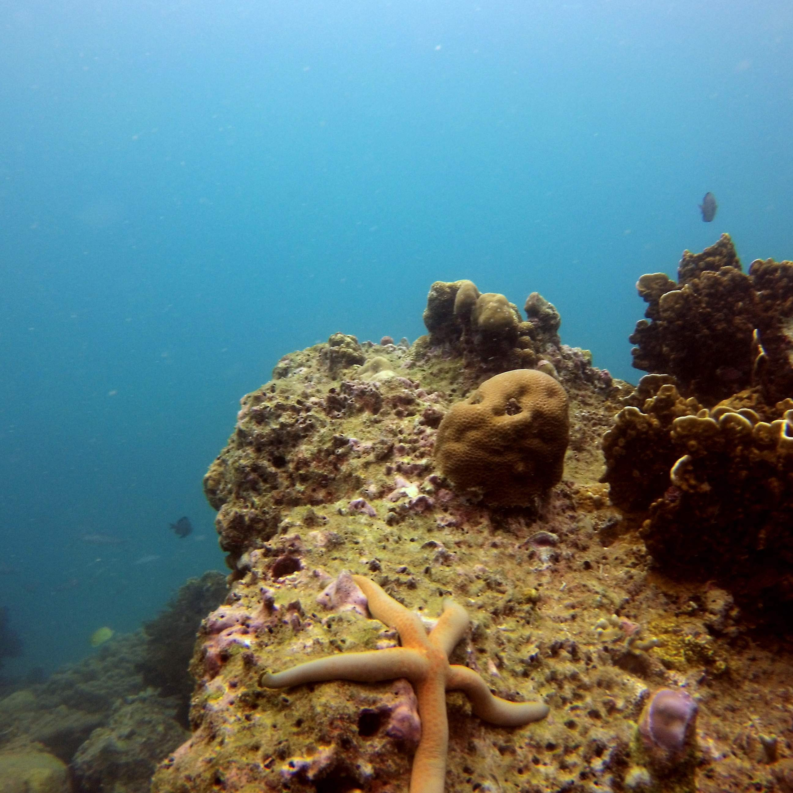 Дайвинг во Вьетнаме