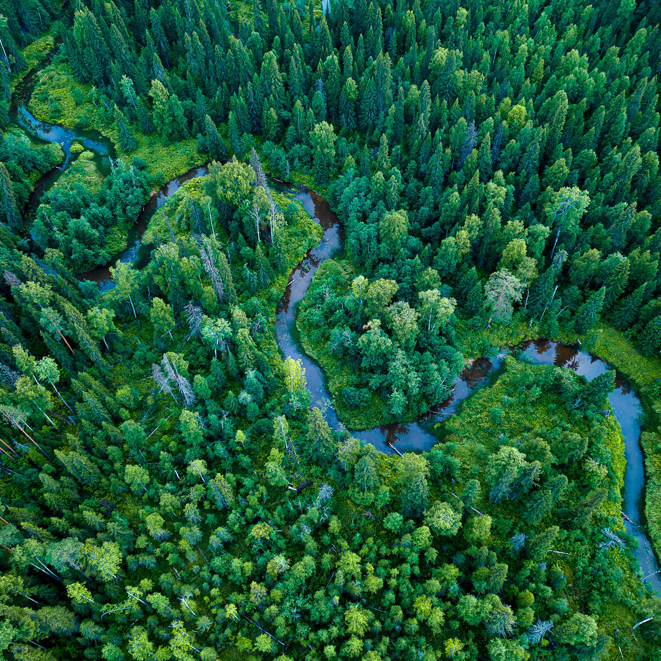 «Зеленое море тайги»