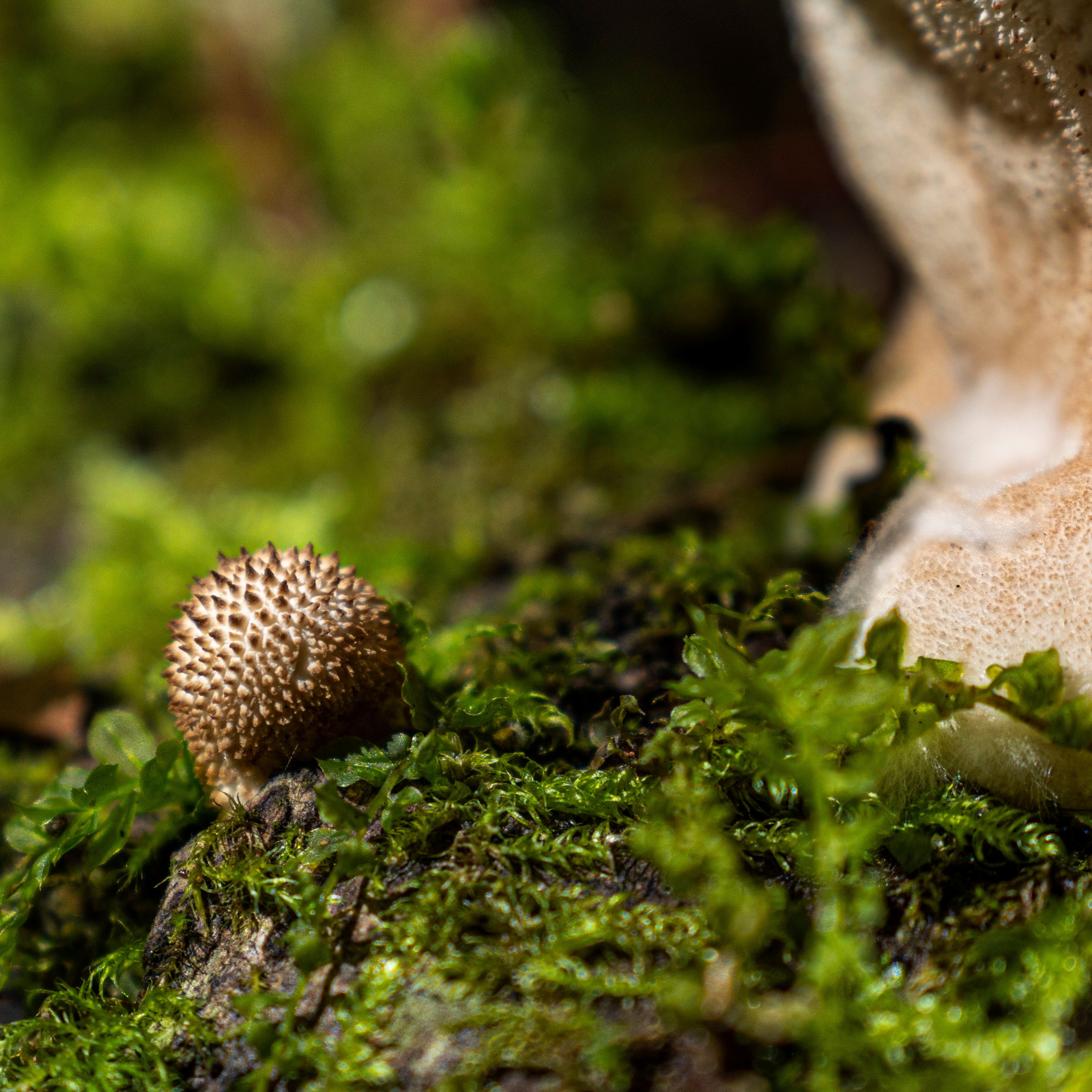 Узоры под ногами — Микромир тайги.