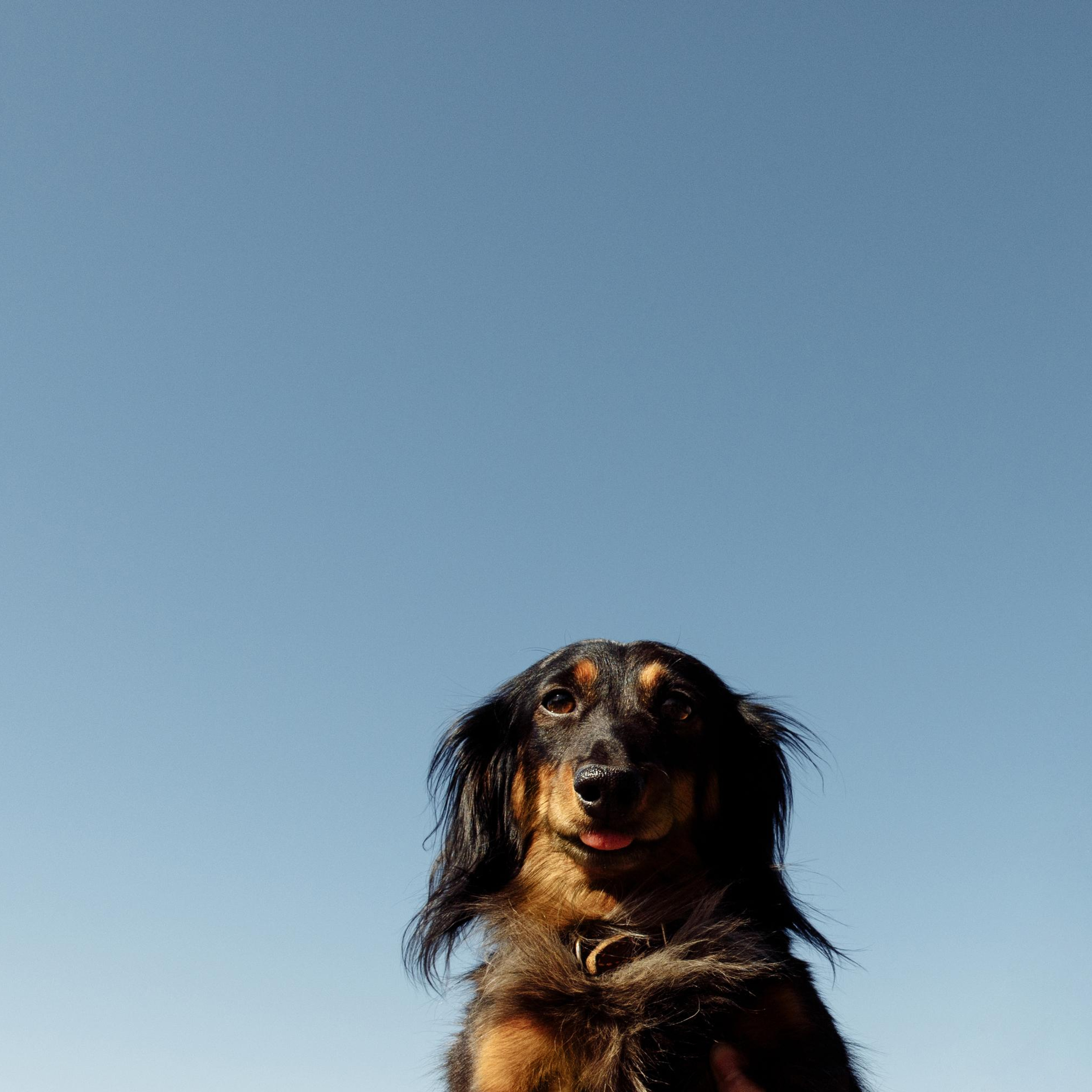 Такс — такс — такс. Фотограф-анималист Саша Вязьмина