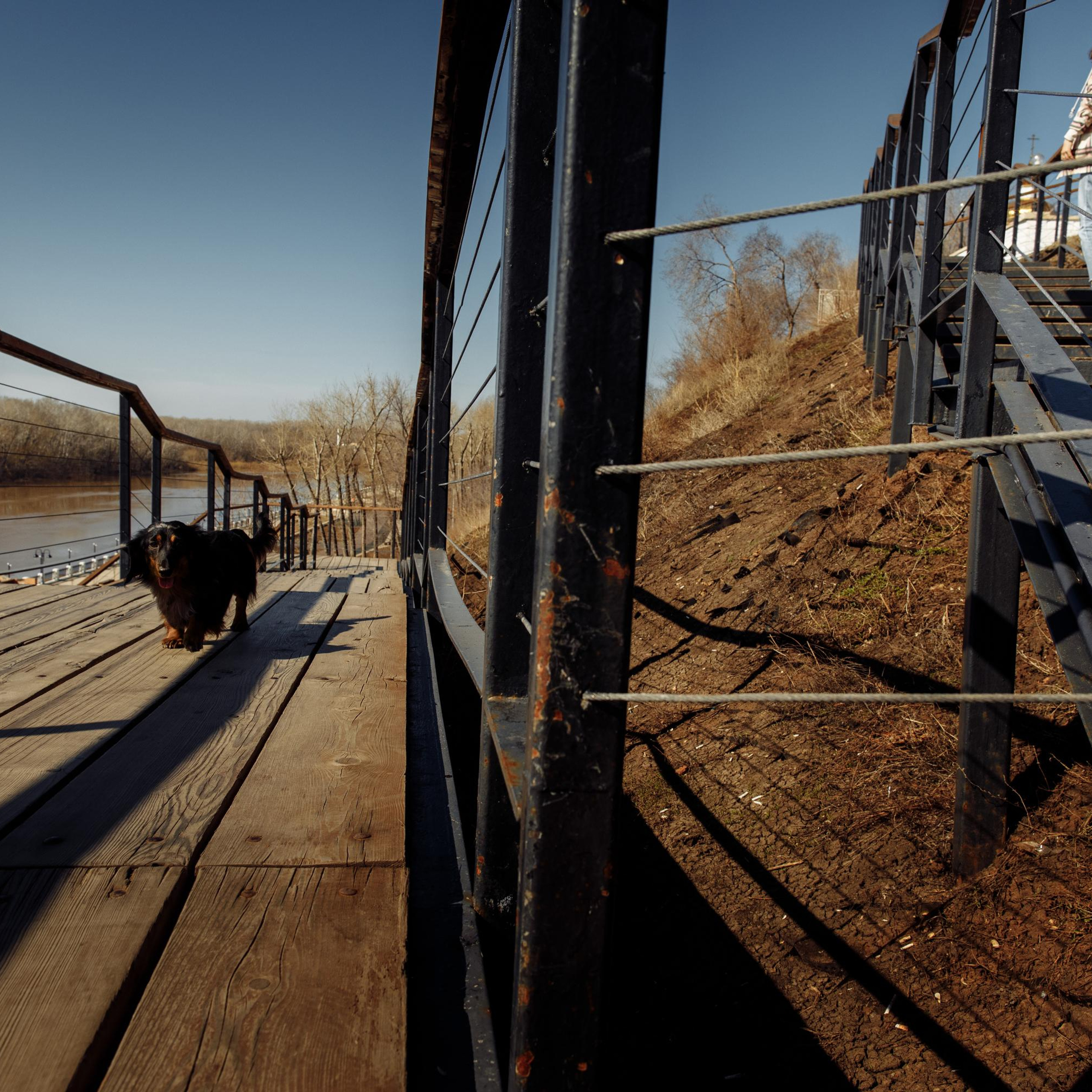 Такс — такс — такс. Фотограф-анималист Саша Вязьмина