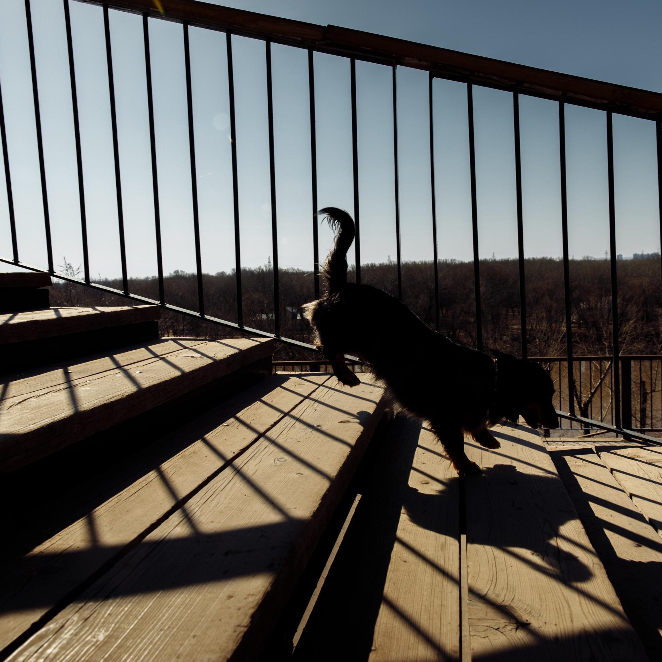 Такс — такс — такс. Фотограф-анималист Саша Вязьмина