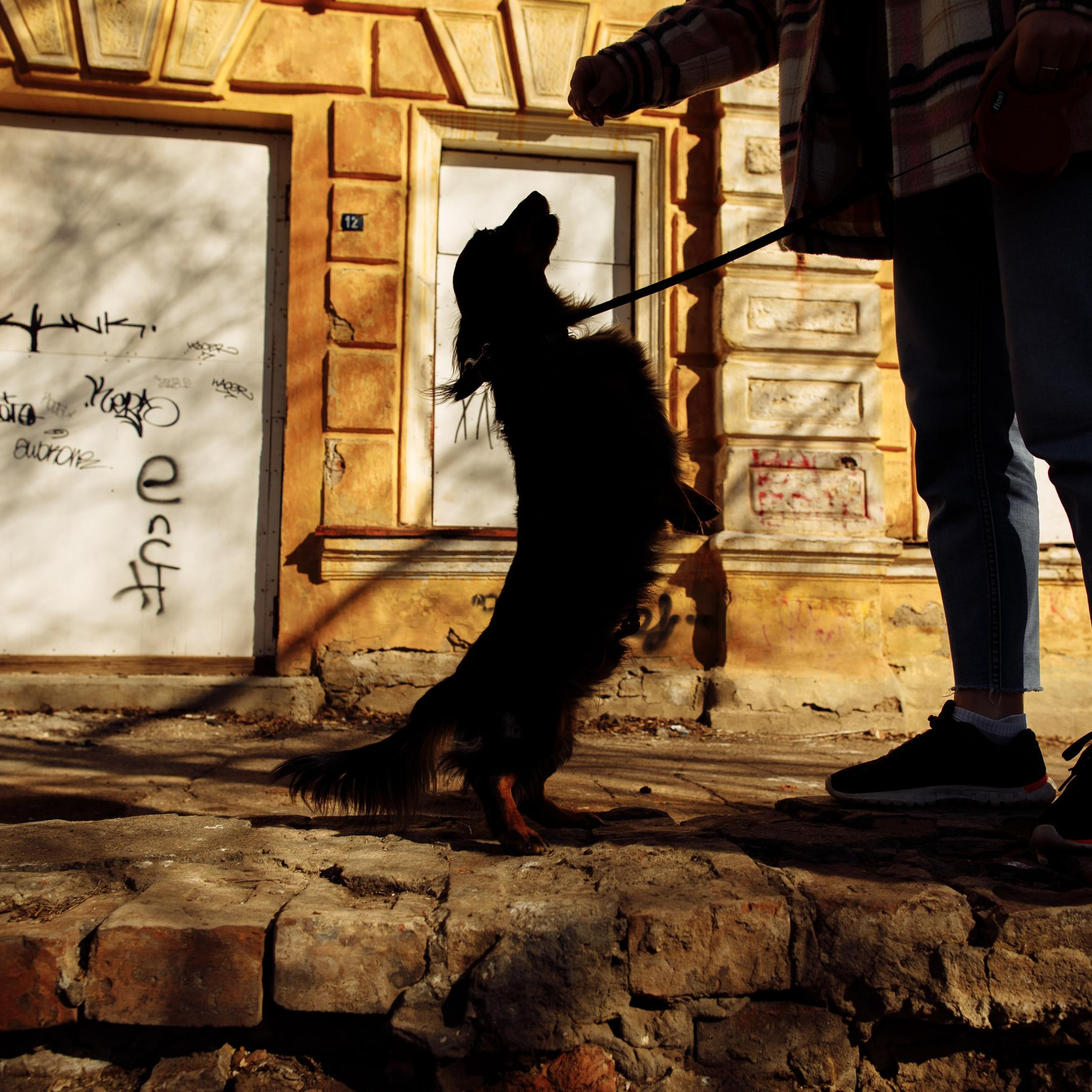 Такс — такс — такс. Фотограф-анималист Саша Вязьмина