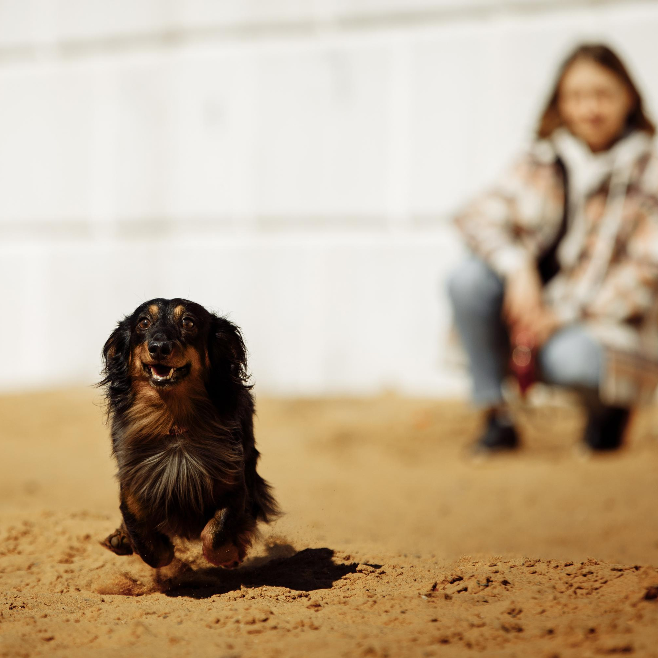 Такс — такс — такс. Фотограф-анималист Саша Вязьмина