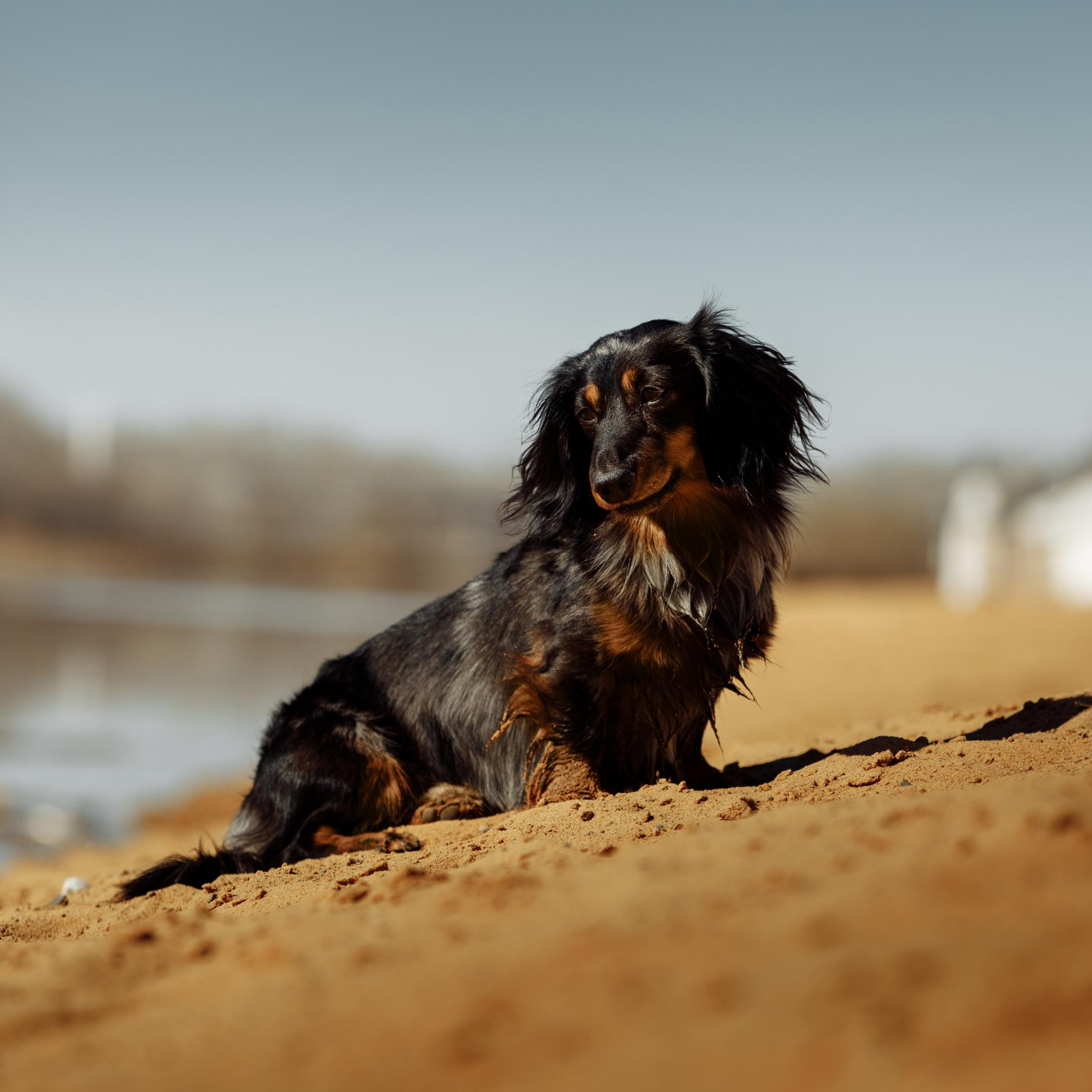 Такс — такс — такс. Фотограф-анималист Саша Вязьмина