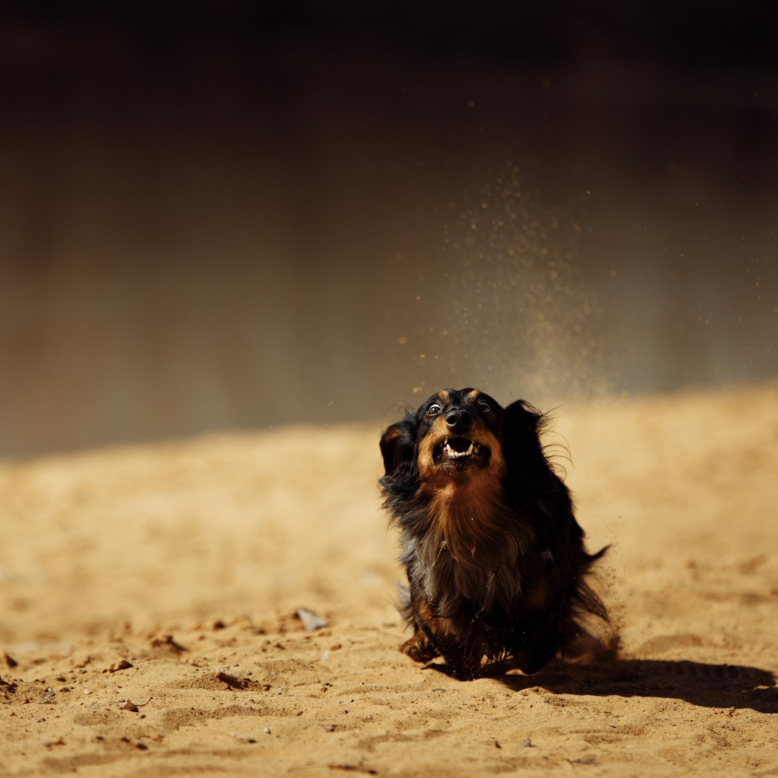 Такс — такс — такс. Фотограф-анималист Саша Вязьмина