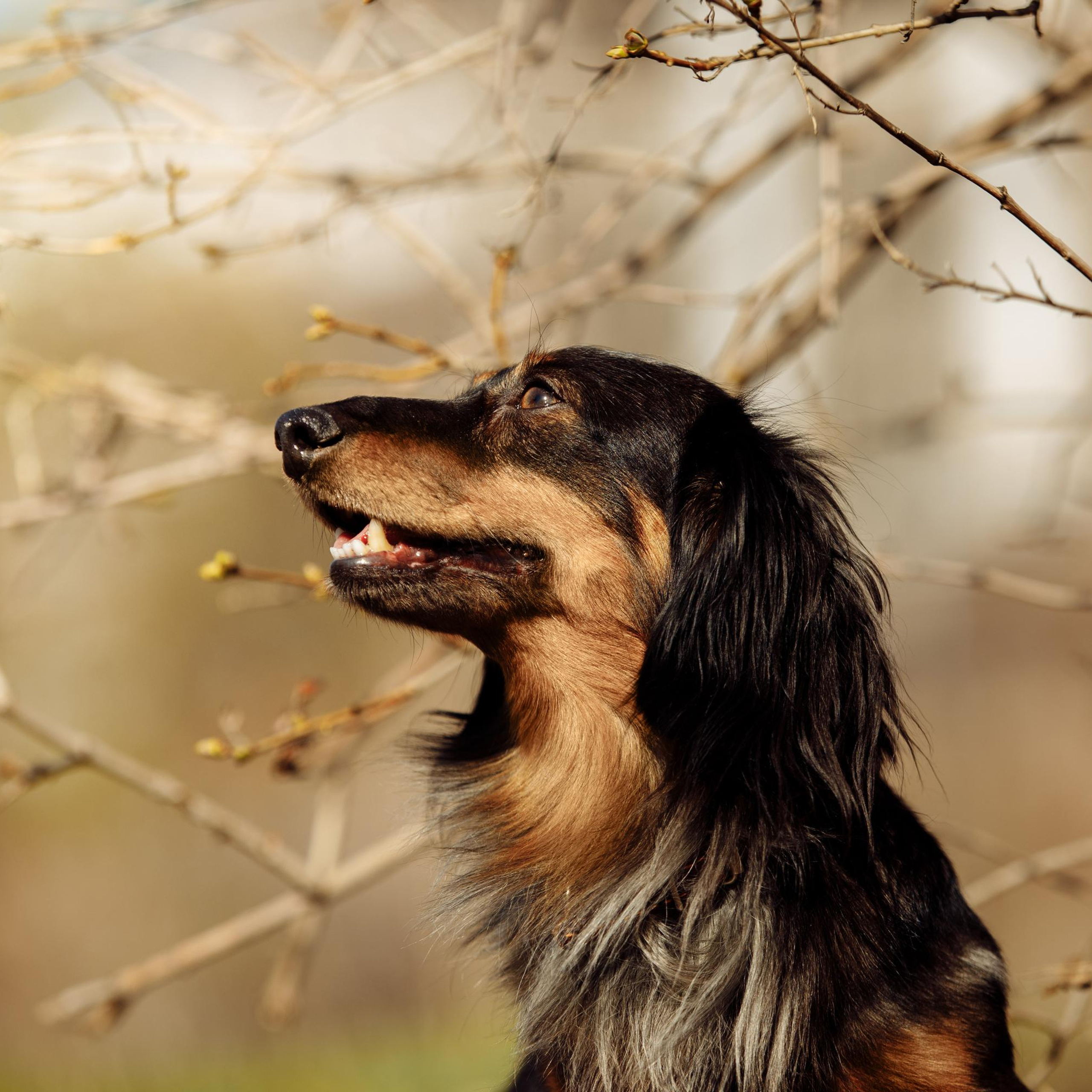 Такс — такс — такс. Фотограф-анималист Саша Вязьмина
