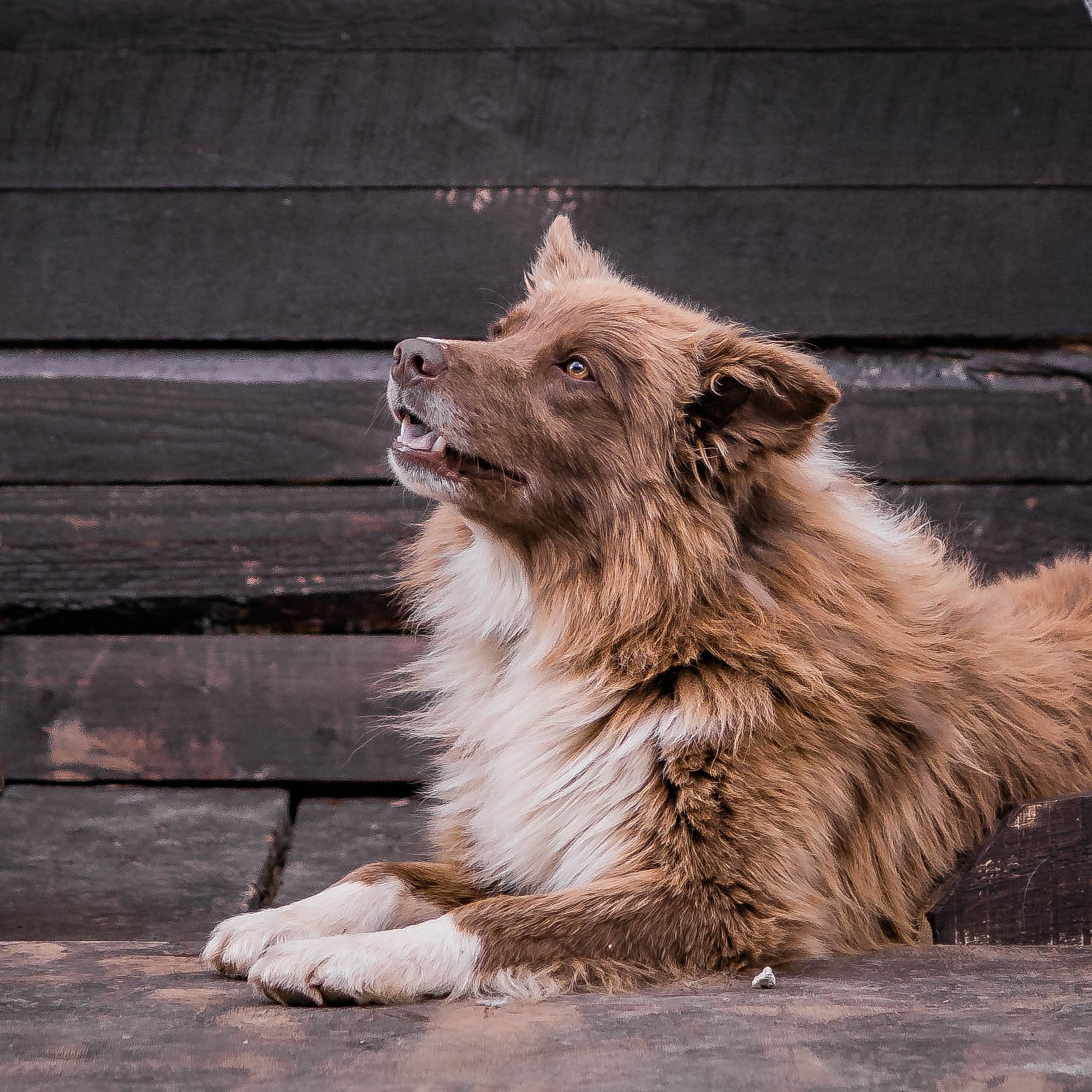 Наши Бордер колли