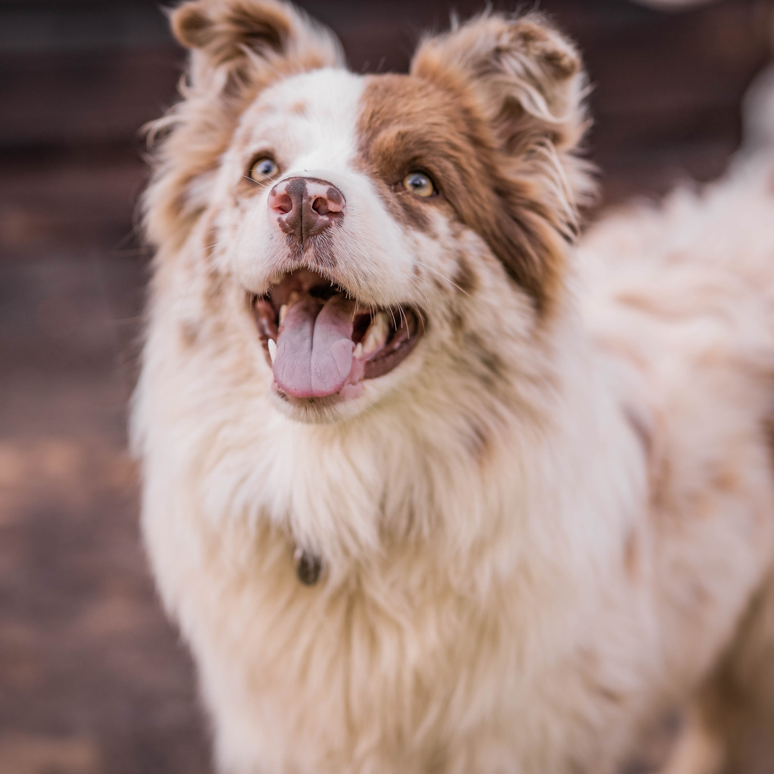 Наши Бордер колли