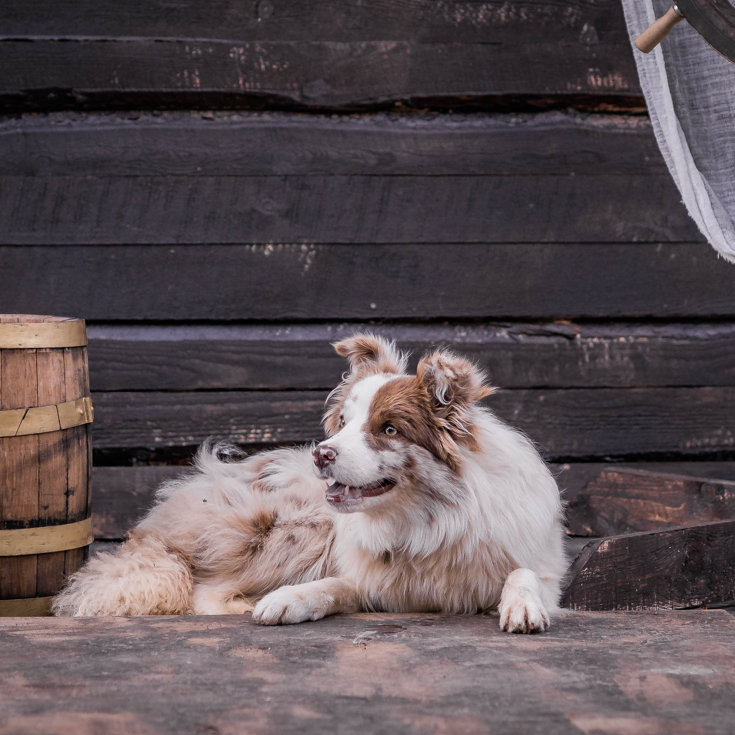 Наши Бордер колли