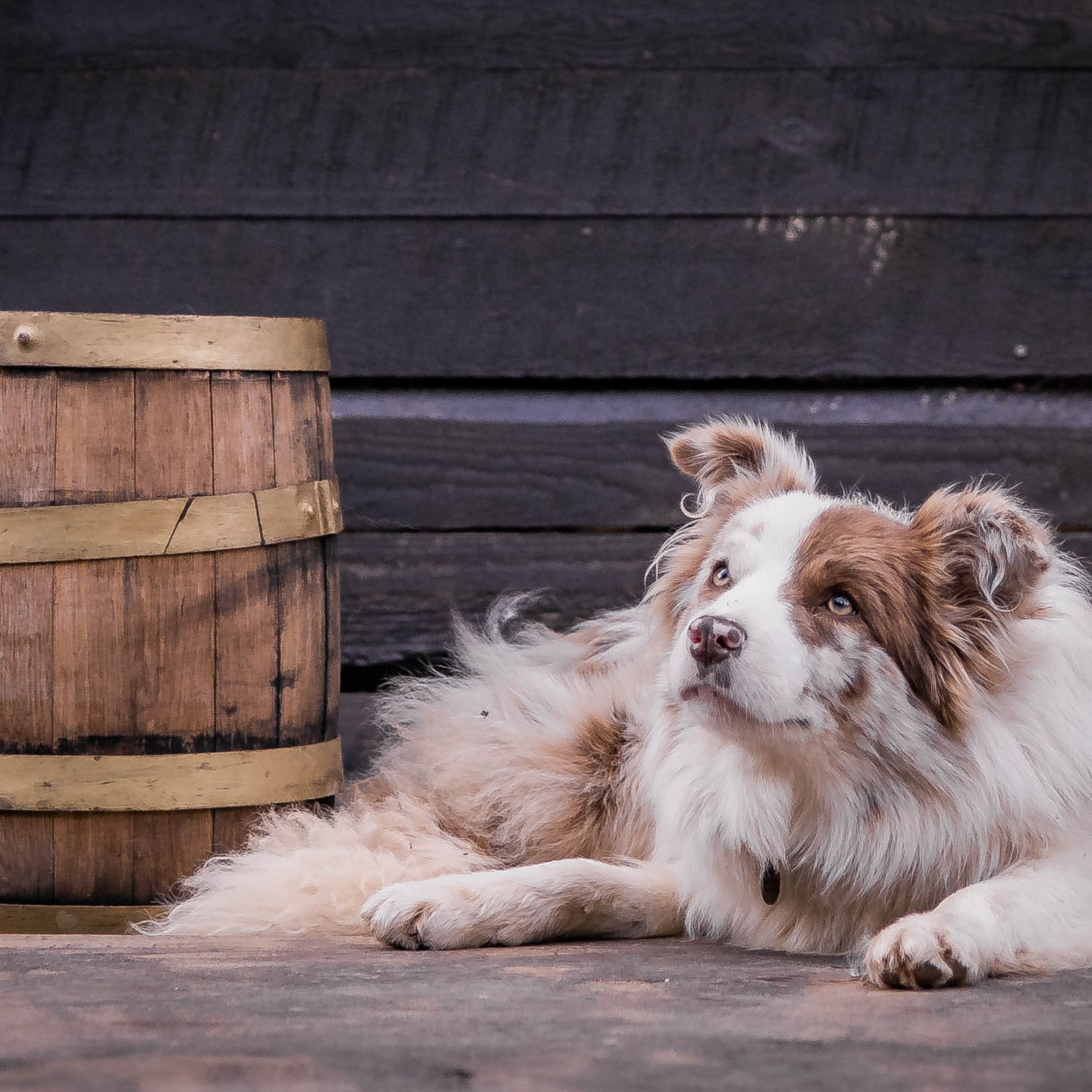 Наши Бордер колли