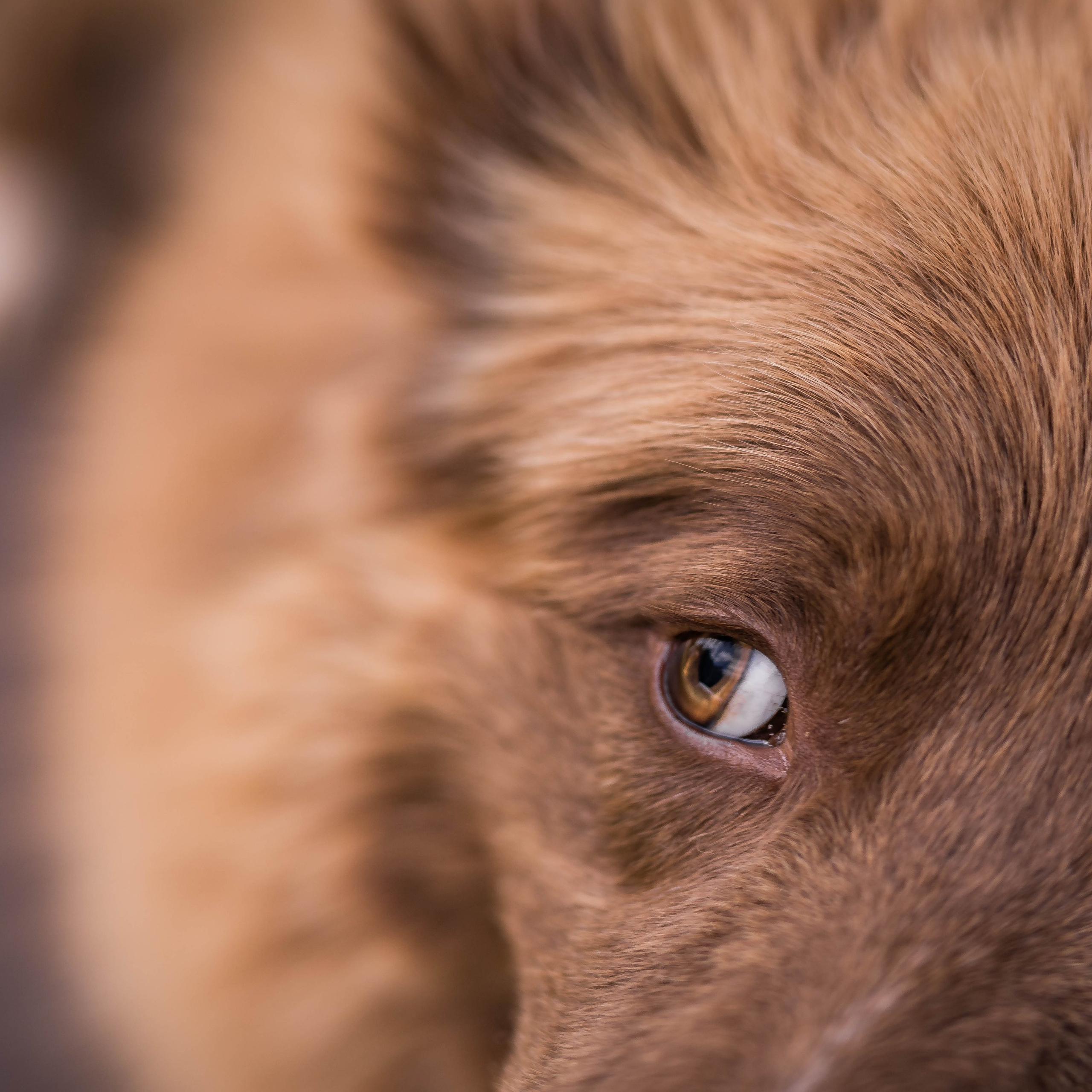 Наши Бордер колли