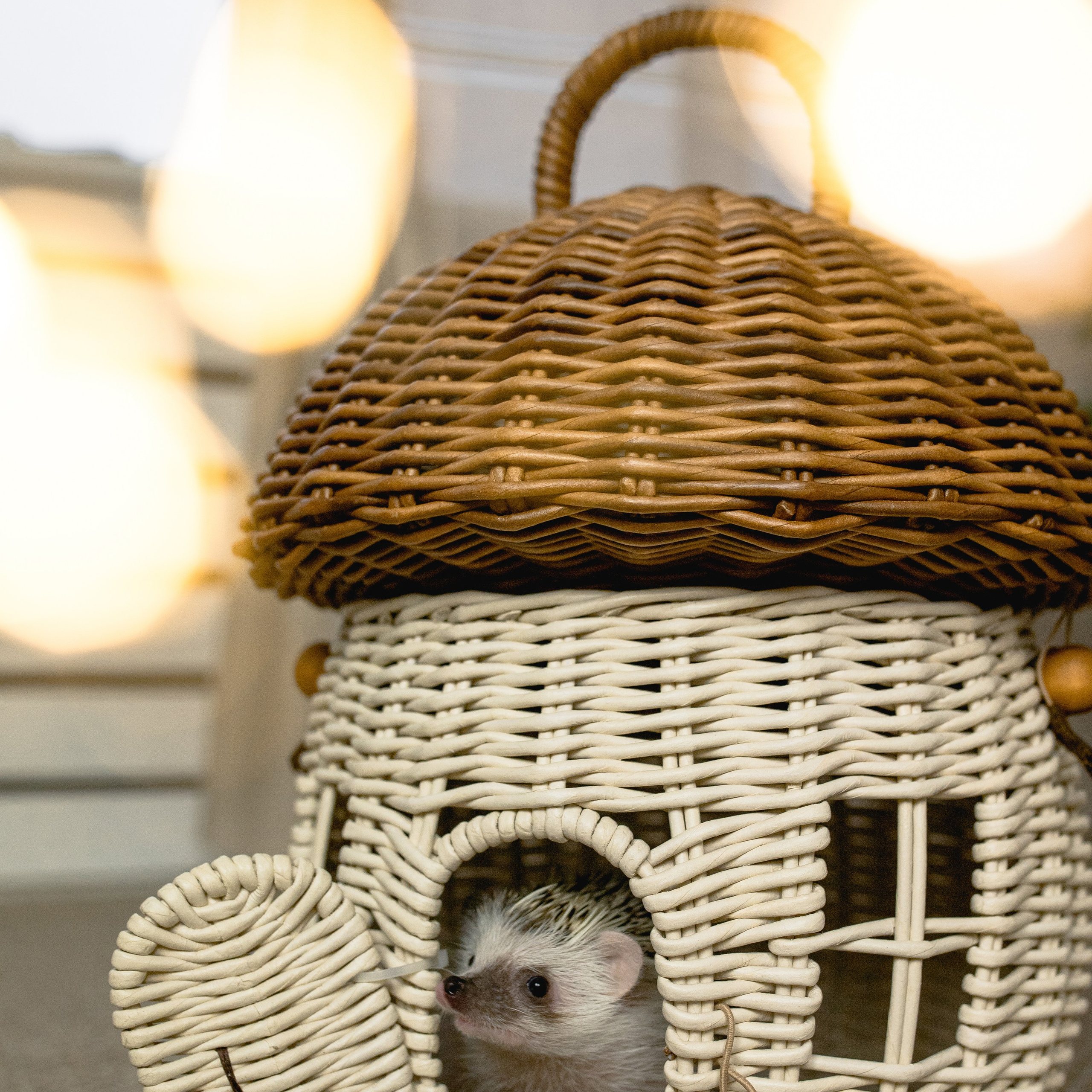 С ёжиком Кефиром. First-foto.ru