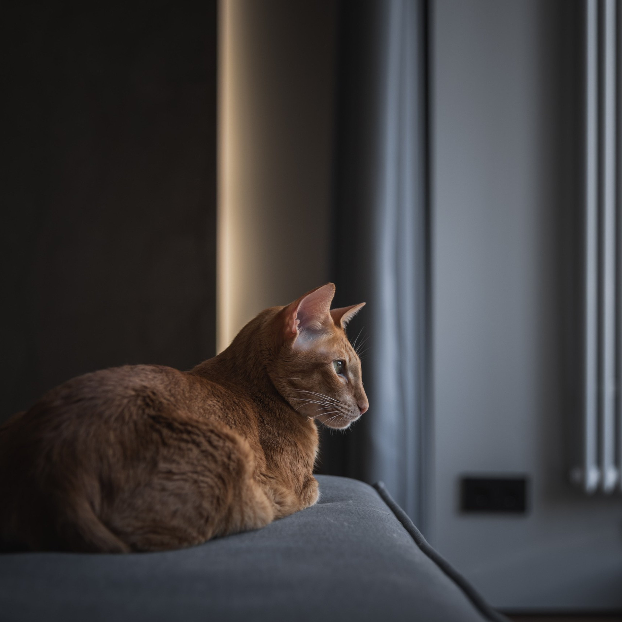 КОШКИН ДОМ | 2025