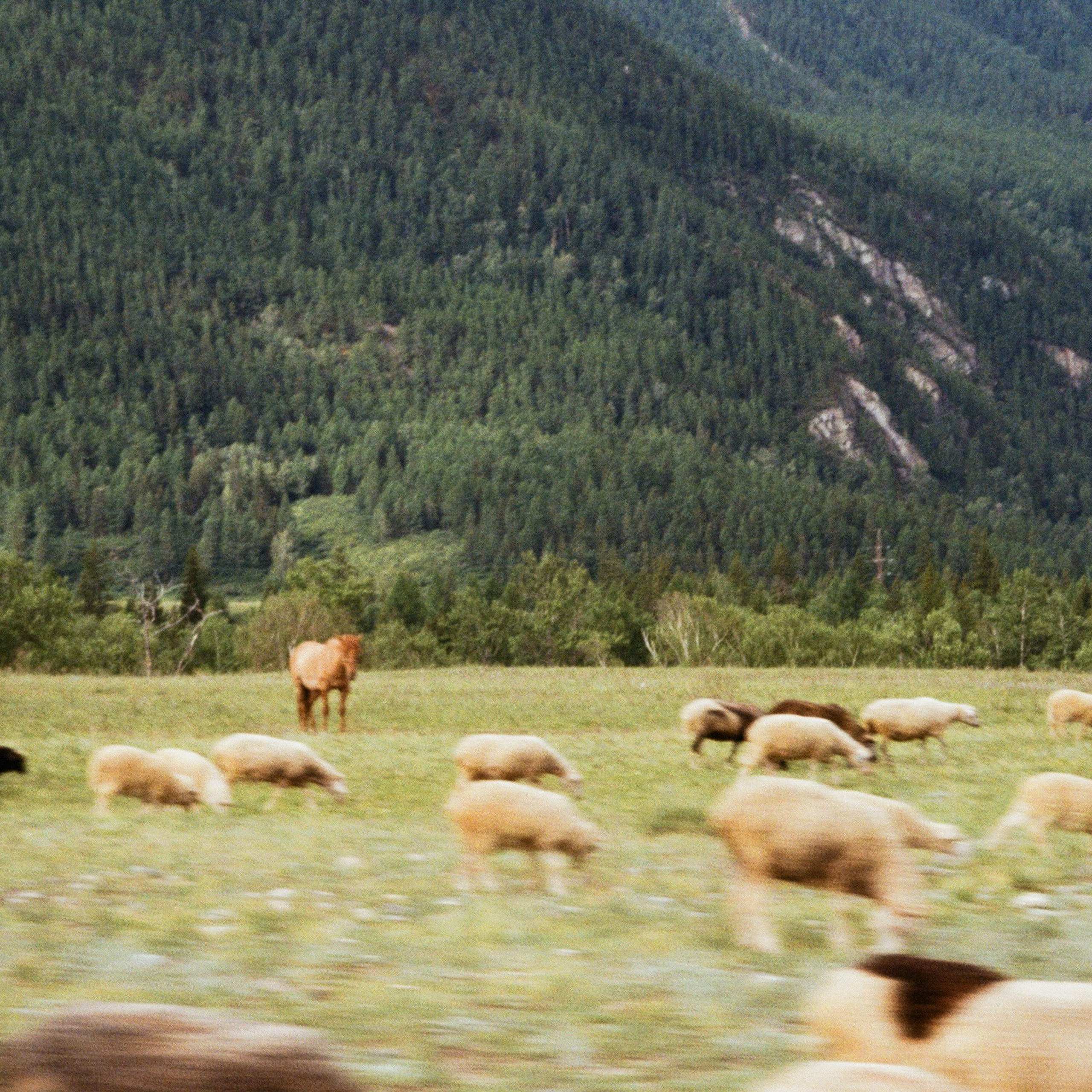 Пленочный фотограф в Москве Екатерина Кубряк