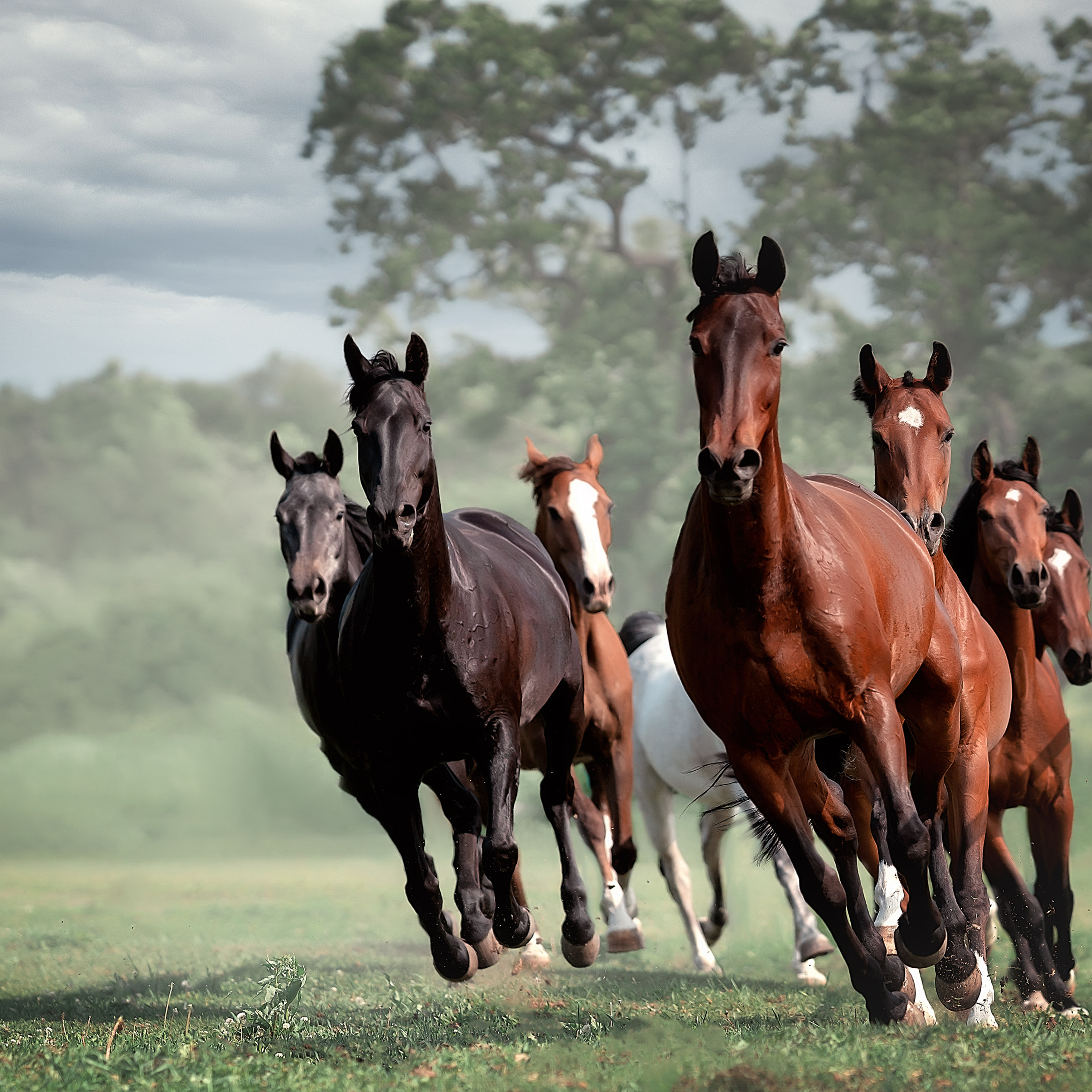 Съемка лошадей. Фотограф Кочнова Диана город Владивосток