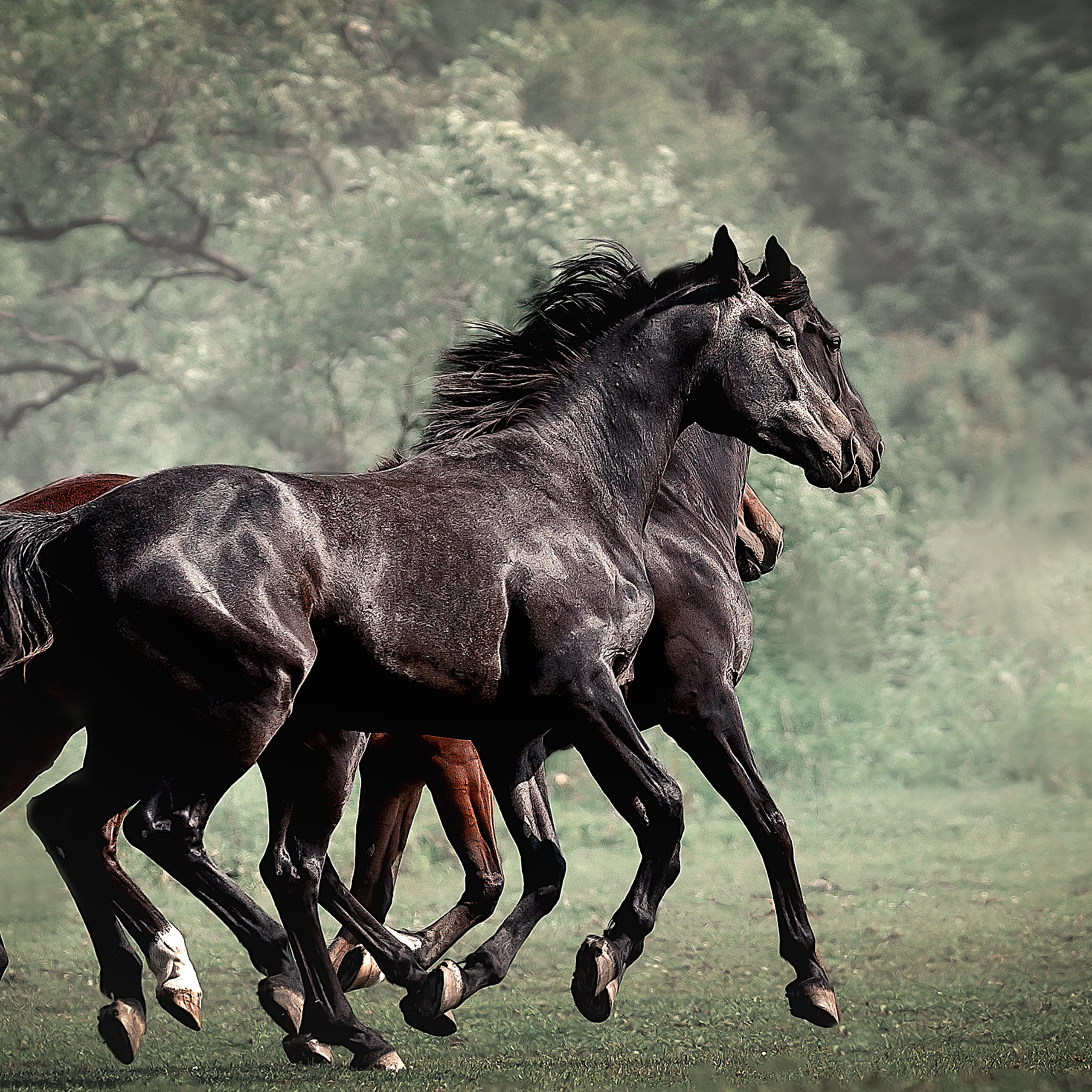 Съемка лошадей. Фотограф Кочнова Диана город Владивосток